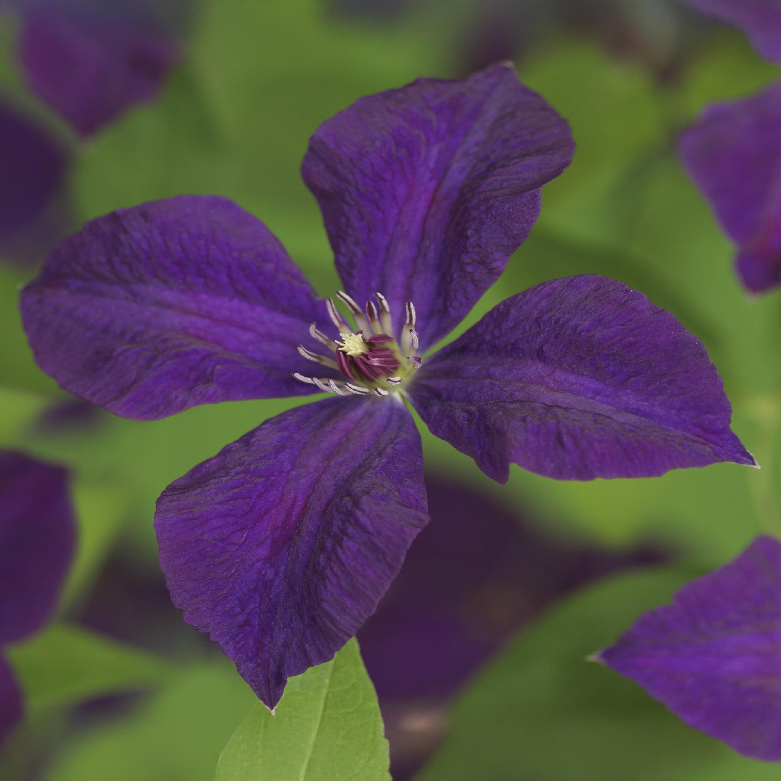 Klimplant - Clematis vit. Polish Spirit - Bloem Roze - Weinig onderhoud -2 planten - Pot 11cm Hoogte 40cm (8720872543178)