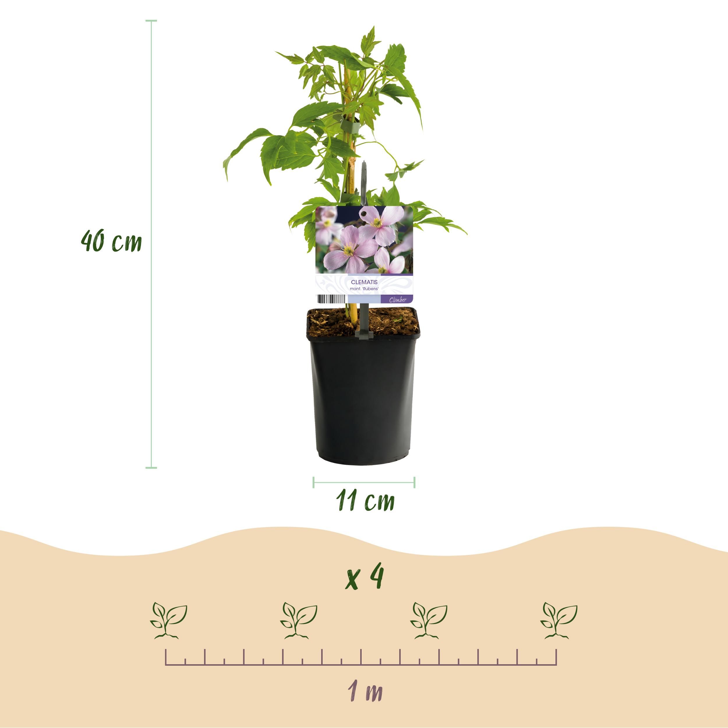 Klimplant - Clematis montana Rubens - Bloem Roze - Vroegbloeiend - Weinig onderhoud -2 planten - Pot 11cm Hoogte 40cm (8720872543161)