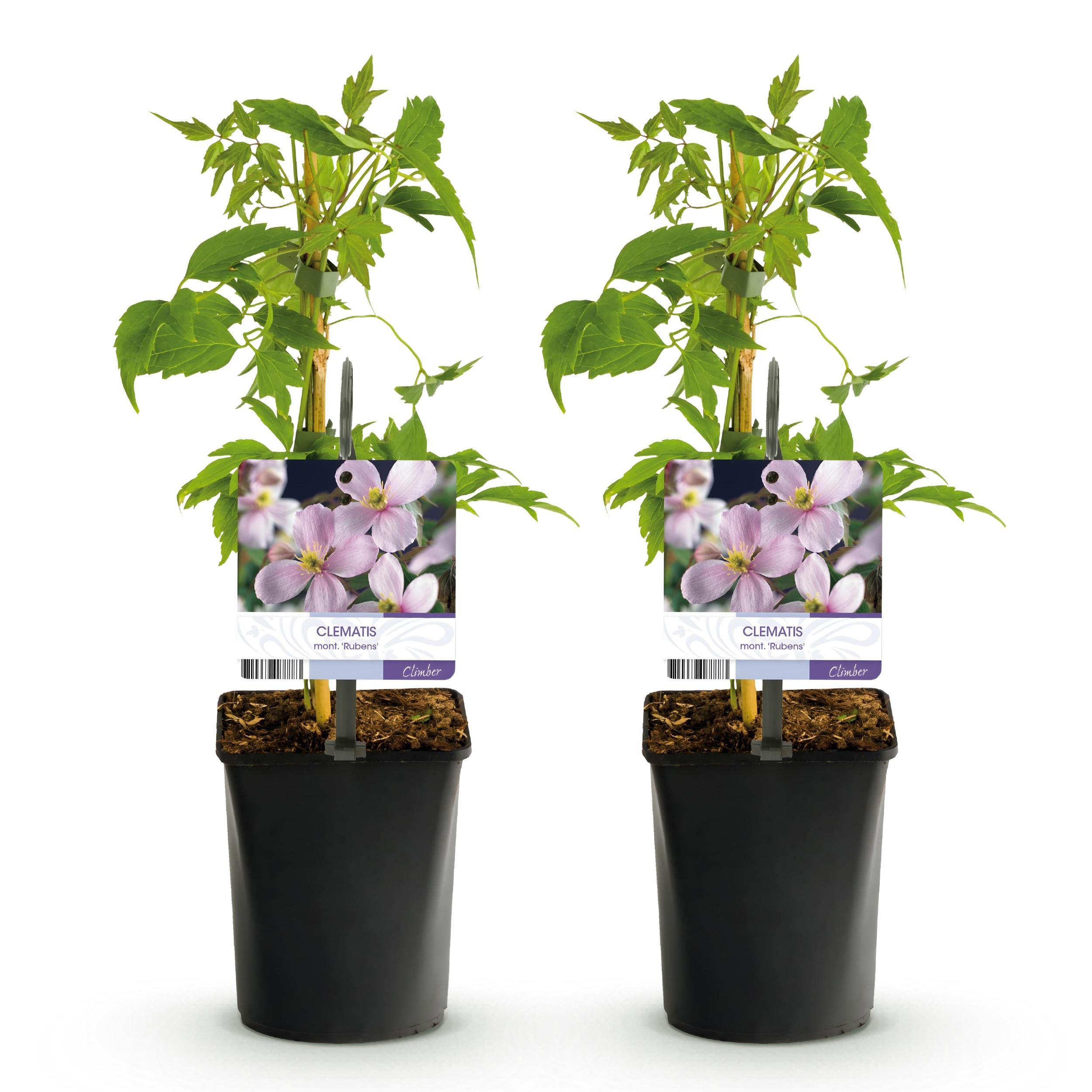 Klimplant - Clematis montana Rubens - Bloem Roze - Vroegbloeiend - Weinig onderhoud -2 planten - Pot 11cm Hoogte 40cm (8720872543161)