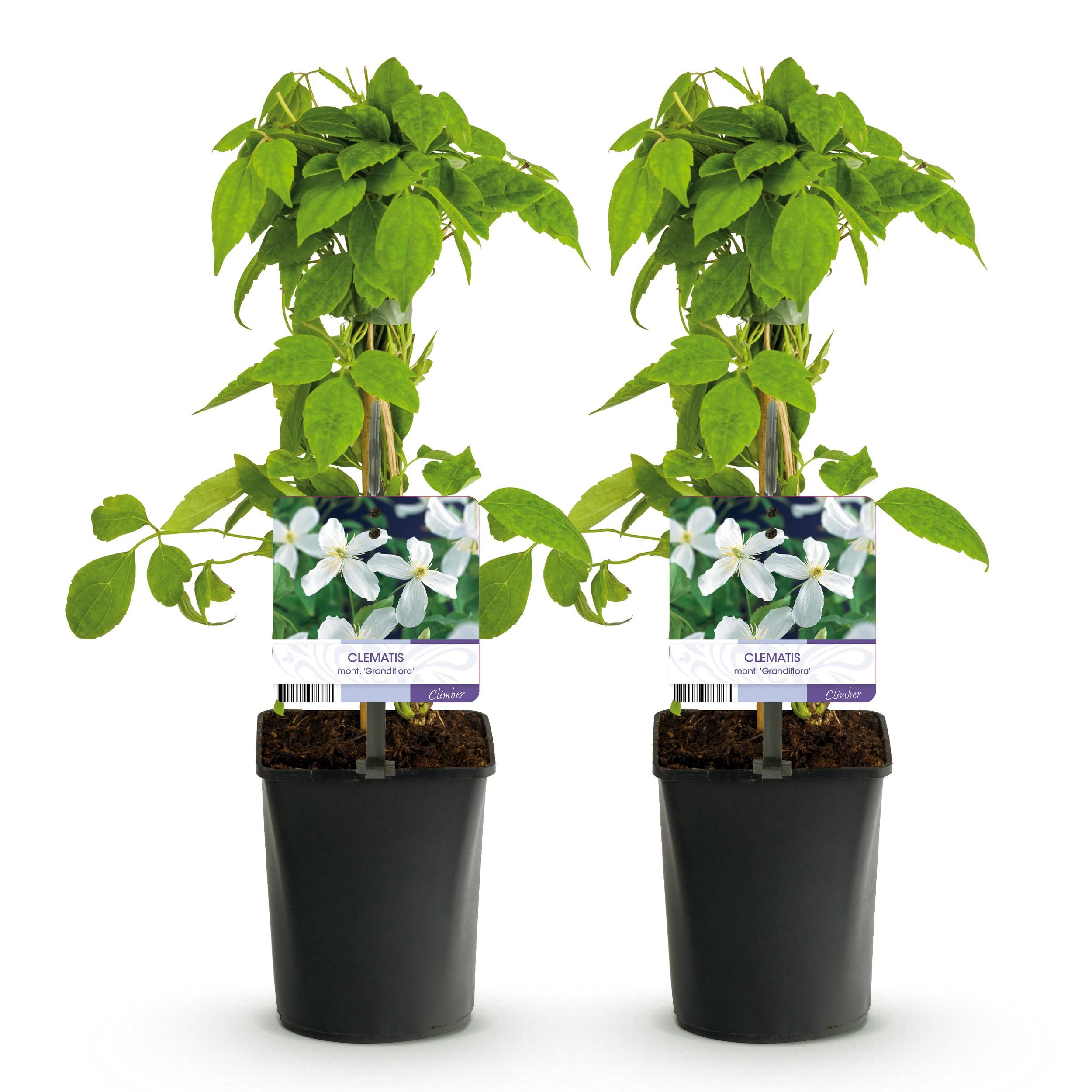 Klimplant - Clematis montana Grandiflora - Bloem Wit - Vroegbloeiend - Weinig onderhoud -2 planten - Pot 11cm Hoogte 40cm (8720872543154)