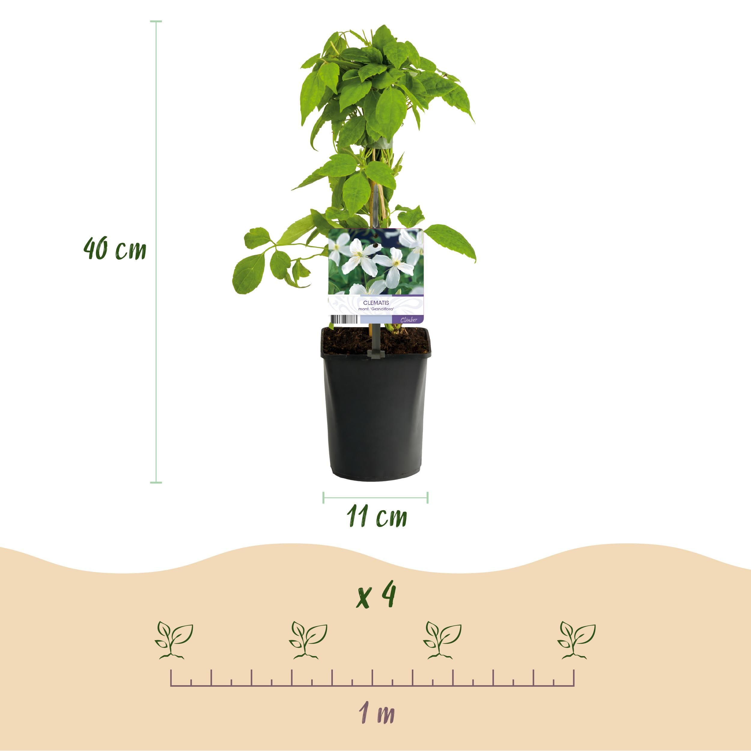 Klimplant - Clematis montana Grandiflora - Bloem Wit - Vroegbloeiend - Weinig onderhoud -2 planten - Pot 11cm Hoogte 40cm (8720872543154)