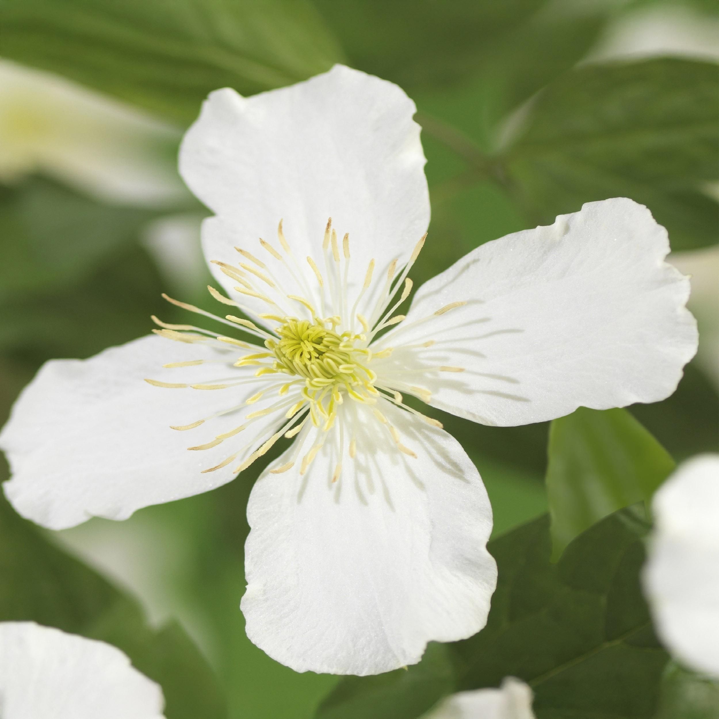 Klimplant - Clematis montana Grandiflora - Bloem Wit - Vroegbloeiend - Weinig onderhoud -2 planten - Pot 11cm Hoogte 40cm (8720872543154)
