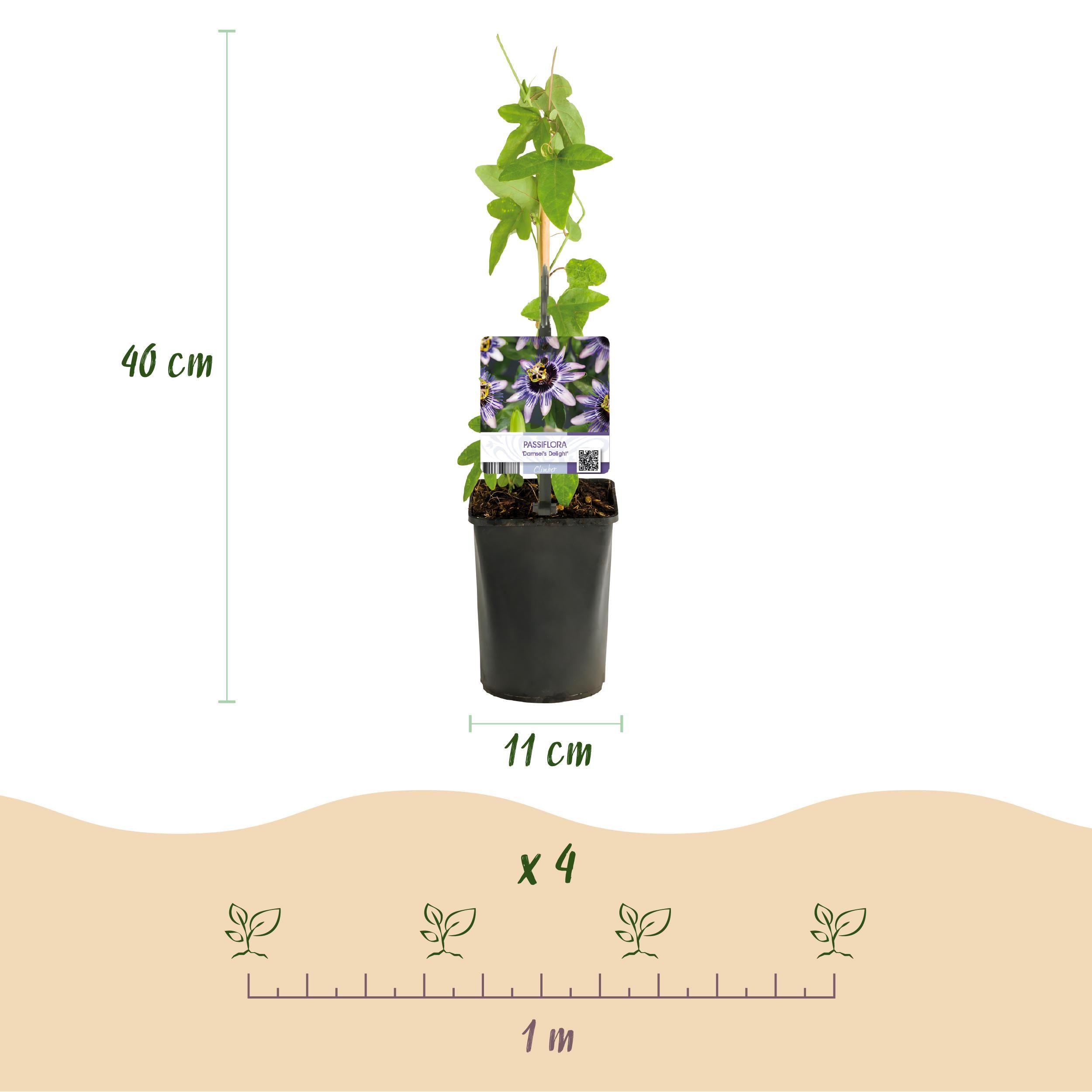 Passiebloem - Passiflora Rainbow - Bloem Roze Wit Paars Groen - Weinig onderhoud - 4 planten - Pot 11cm Hoogte 40cm (8720872543284)