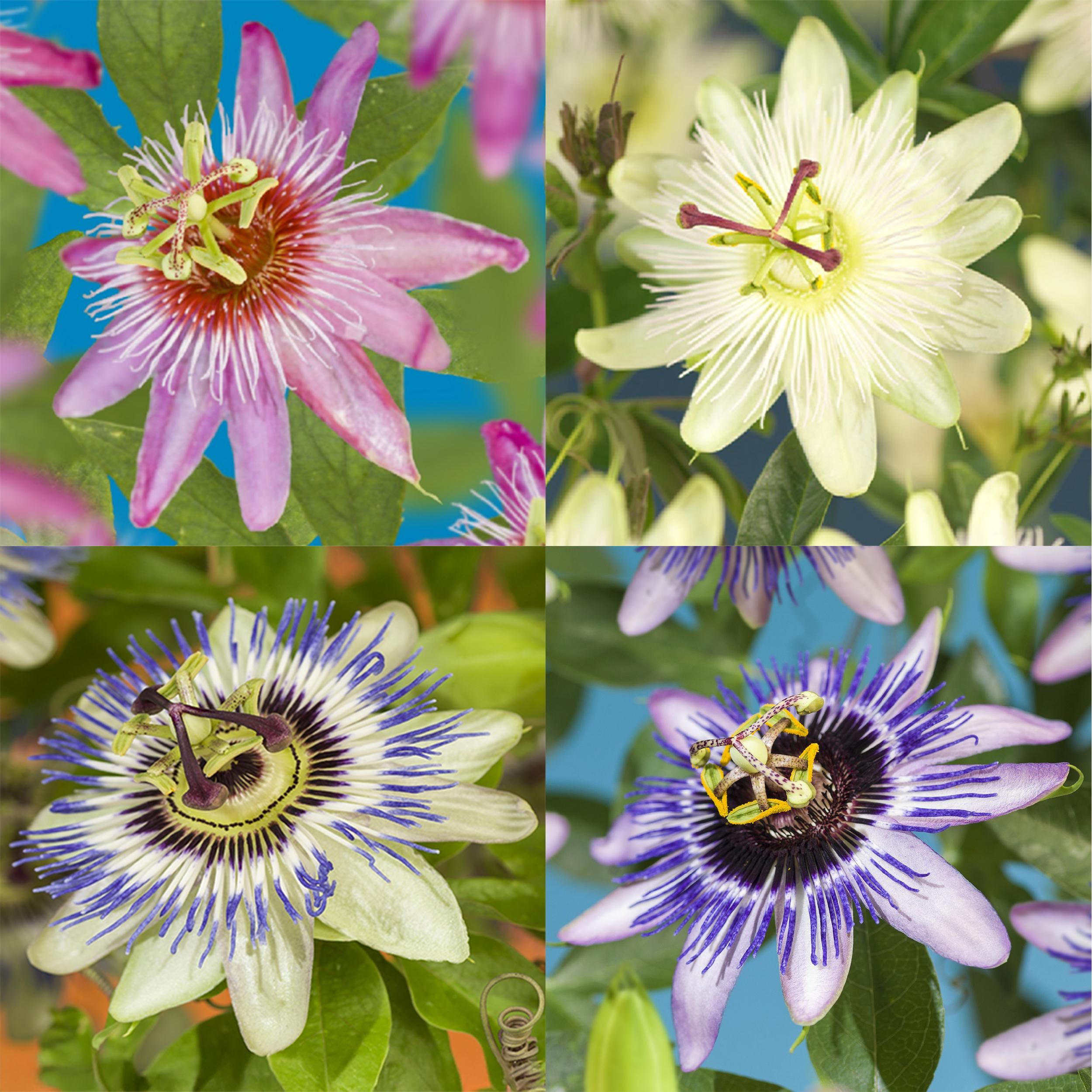 Passiebloem - Passiflora Rainbow - Bloem Roze Wit Paars Groen - Weinig onderhoud - 4 planten - Pot 11cm Hoogte 40cm (8720872543284)