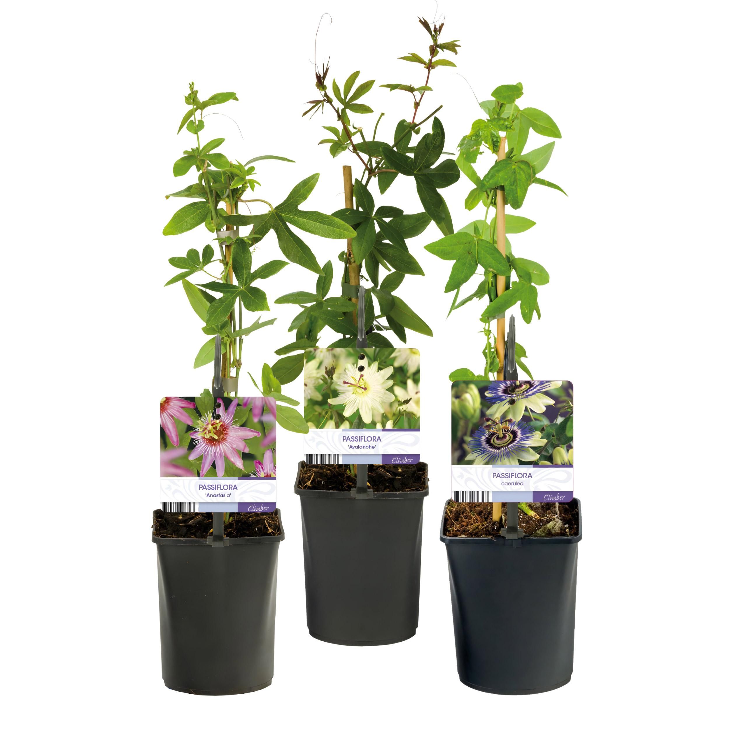Passiebloem - Passiflora Tricolour - Bloem Roze Wit Paars - Weinig onderhoud - 3 planten - Pot 11cm Hoogte 40cm (8720872543277)