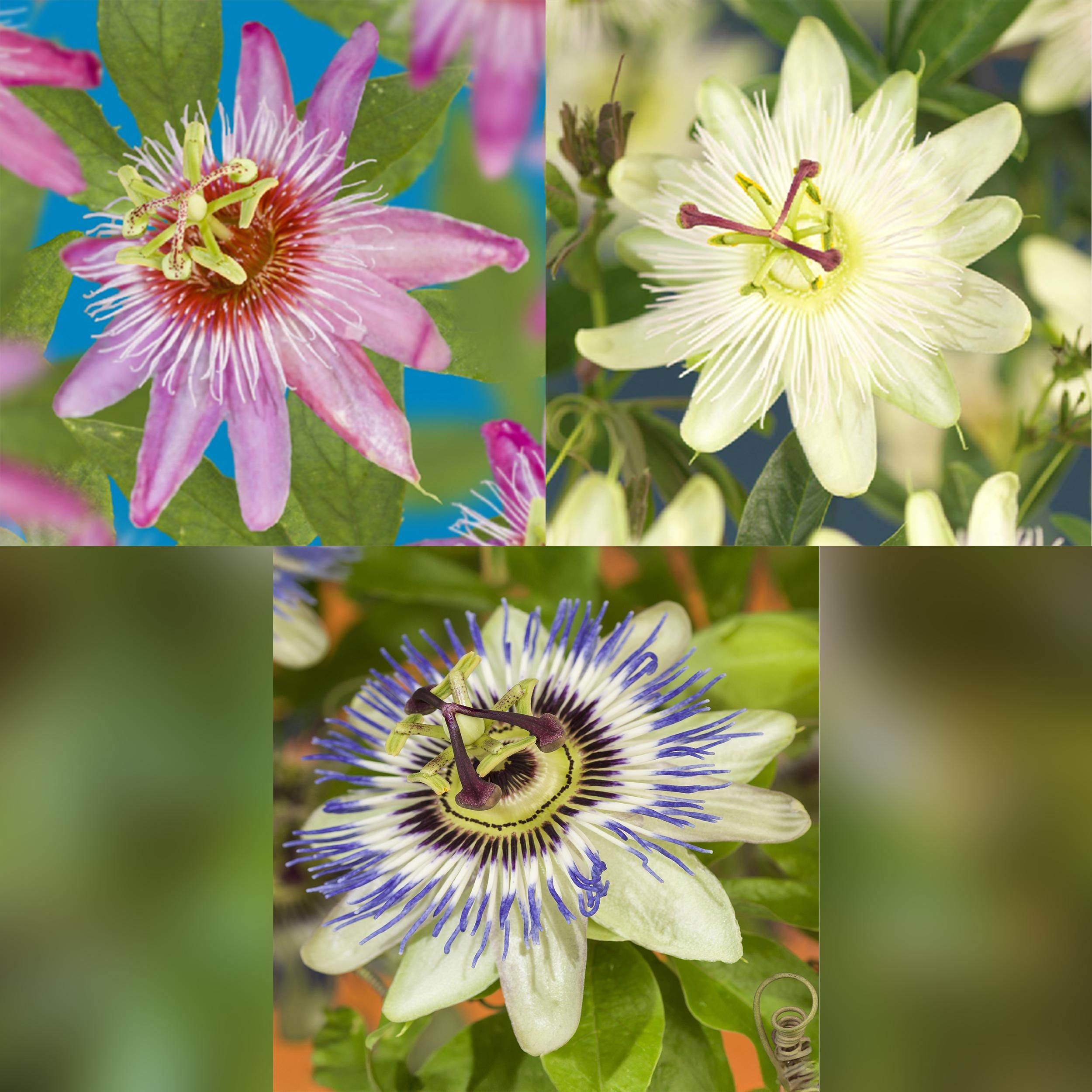 Passiebloem - Passiflora Tricolour - Bloem Roze Wit Paars - Weinig onderhoud - 3 planten - Pot 11cm Hoogte 40cm (8720872543277)