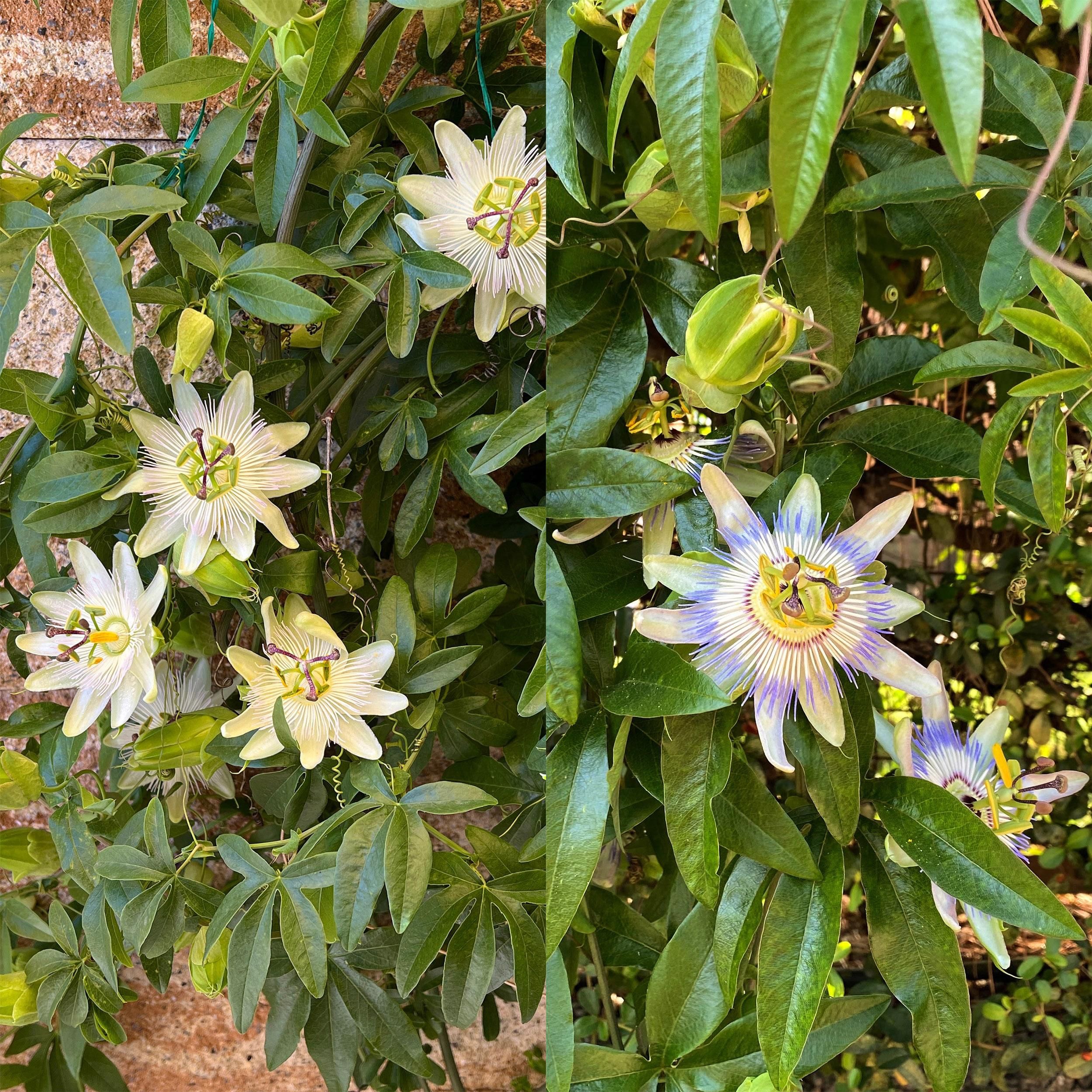 Passiebloem - Passiflora Tricolour - Bloem Roze Wit Paars - Weinig onderhoud - 3 planten - Pot 11cm Hoogte 40cm (8720872543277)