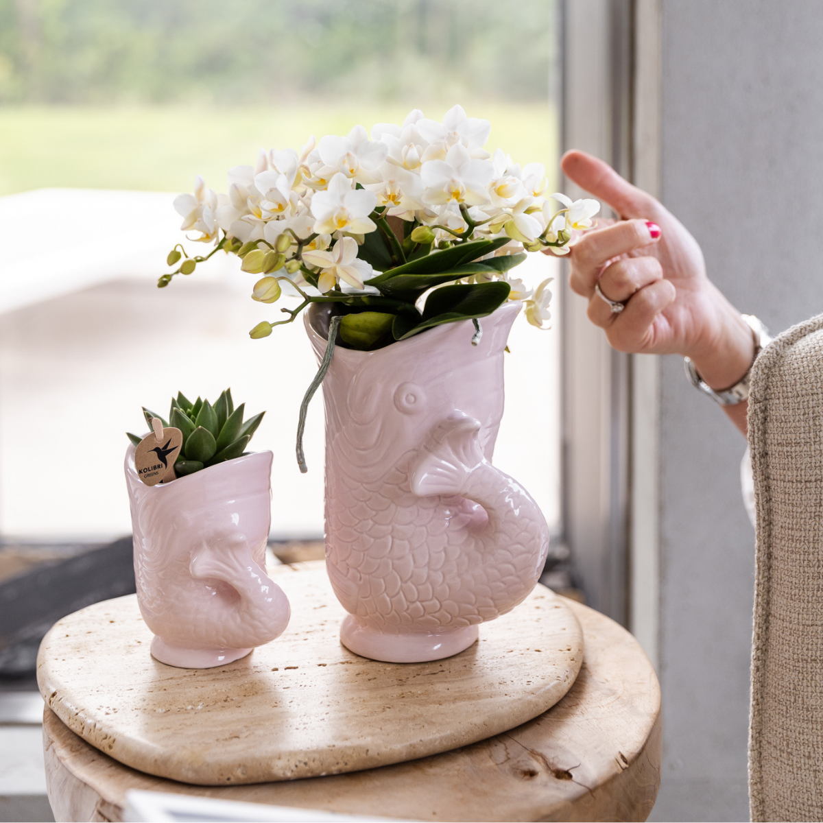 Set van witte orchidee Nazaré en succulent in Fish sierpot roze - & Ø6cm (50503)