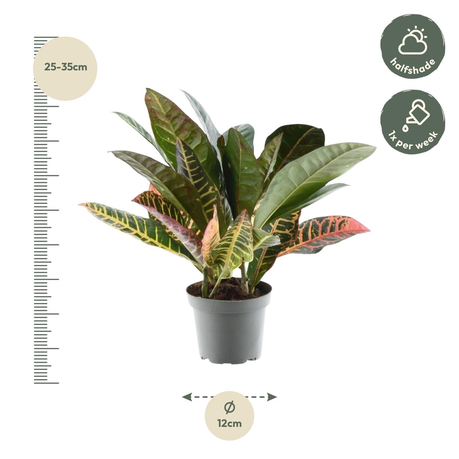 Codiaeum variegatum 'Petra' - 30 cm - ø12 (8721081685208)