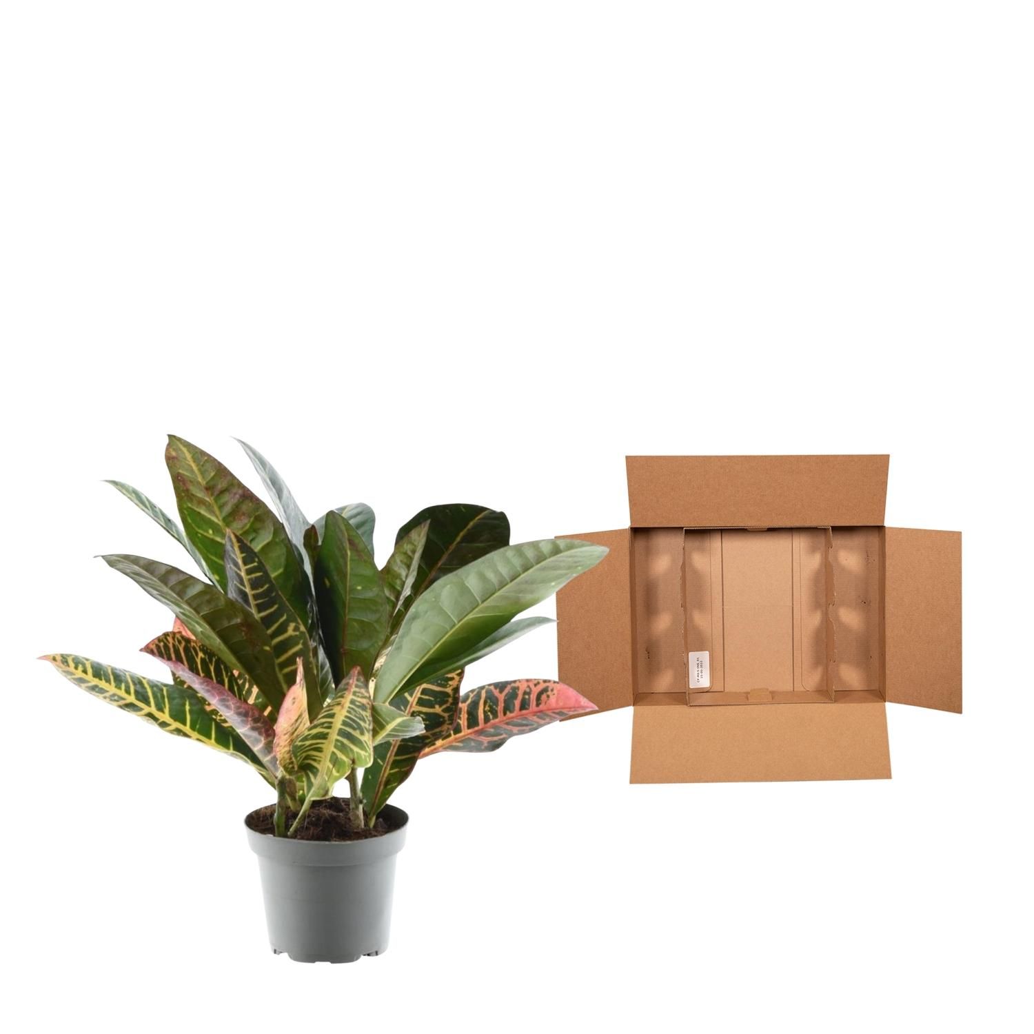 Codiaeum variegatum 'Petra' - 30 cm - ø12 (8721081685208)
