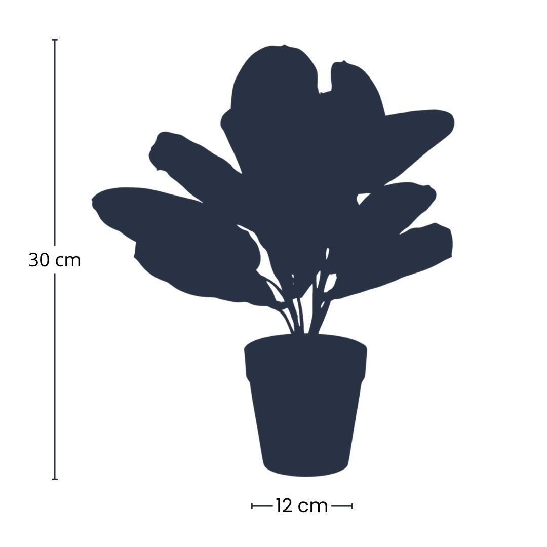 Maranta groen - 30cm - In zwarte pot - Kunstplant (8714344346367)