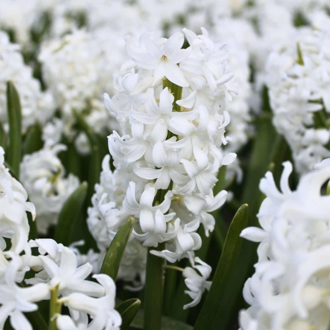 Flowerbulbs amsterdam Hyacint Show Off - 30 bloembollen voor 1 m2 bloemenpracht - Maat 14/15 (8720938490279)