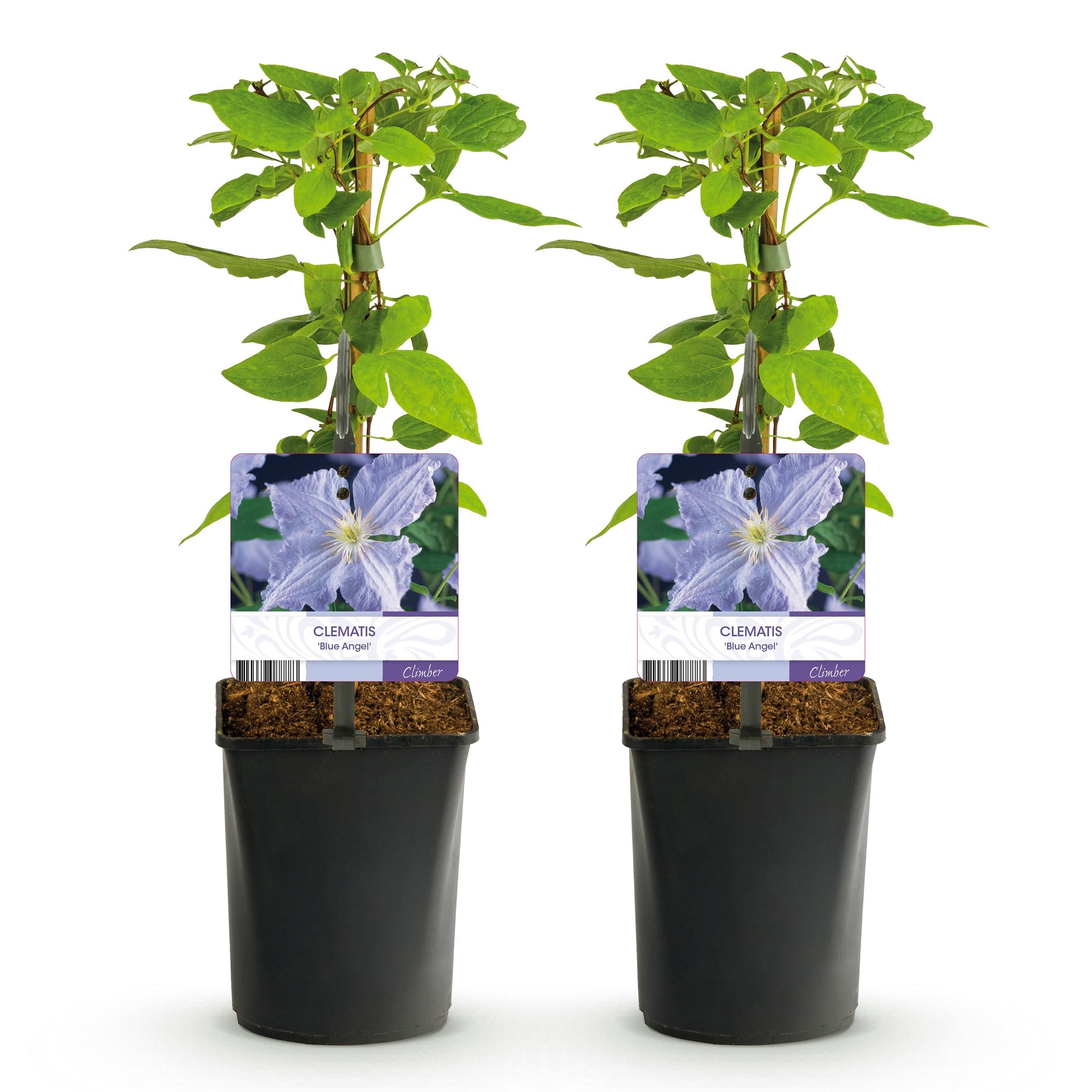 Klimplant - Clematis Blue Angel - Bloem Licht Blauw - Weinig onderhoud -2 planten - Pot 11cm Hoogte 40cm (8720872542980)