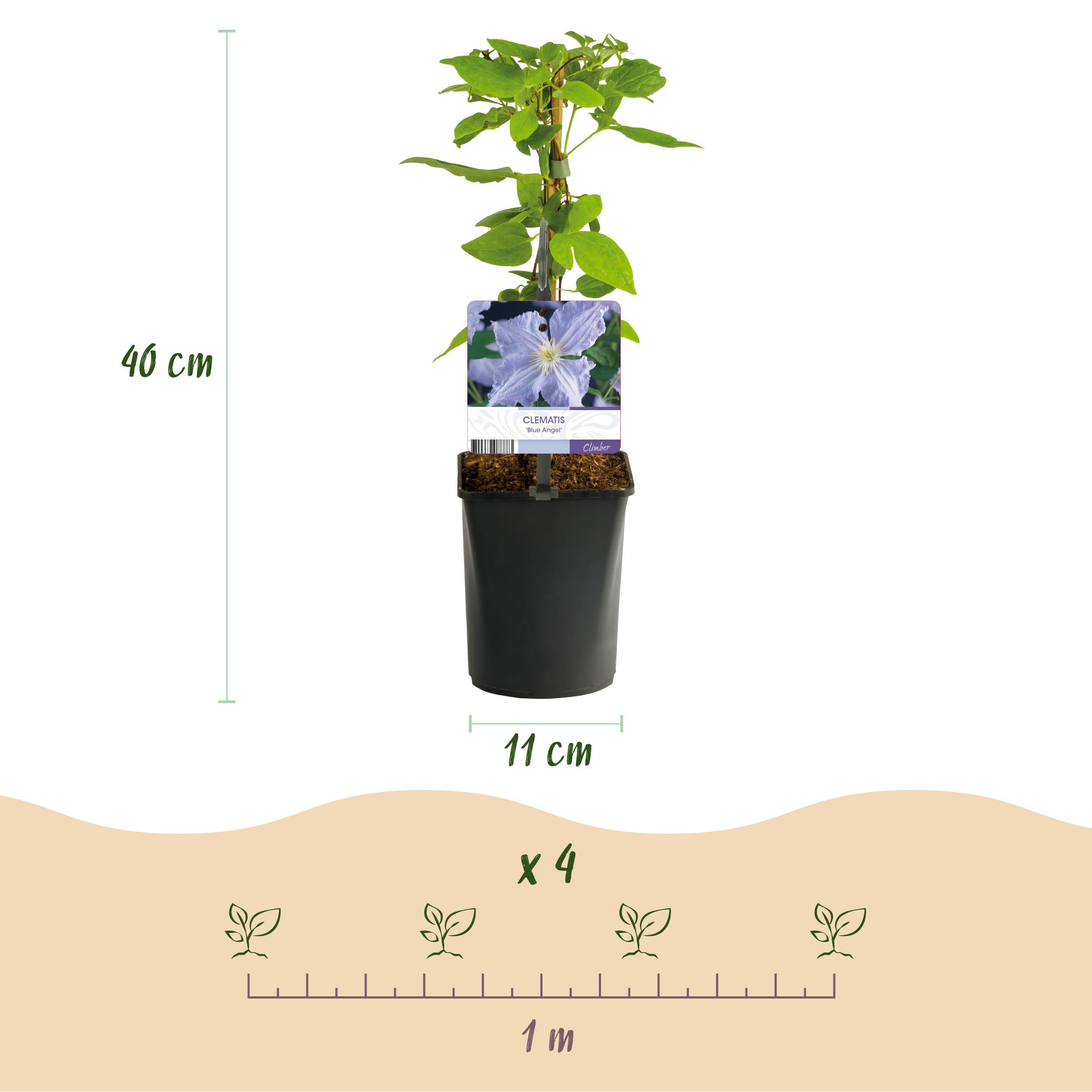 Klimplant - Clematis Blue Angel - Bloem Licht Blauw - Weinig onderhoud -2 planten - Pot 11cm Hoogte 40cm (8720872542980)