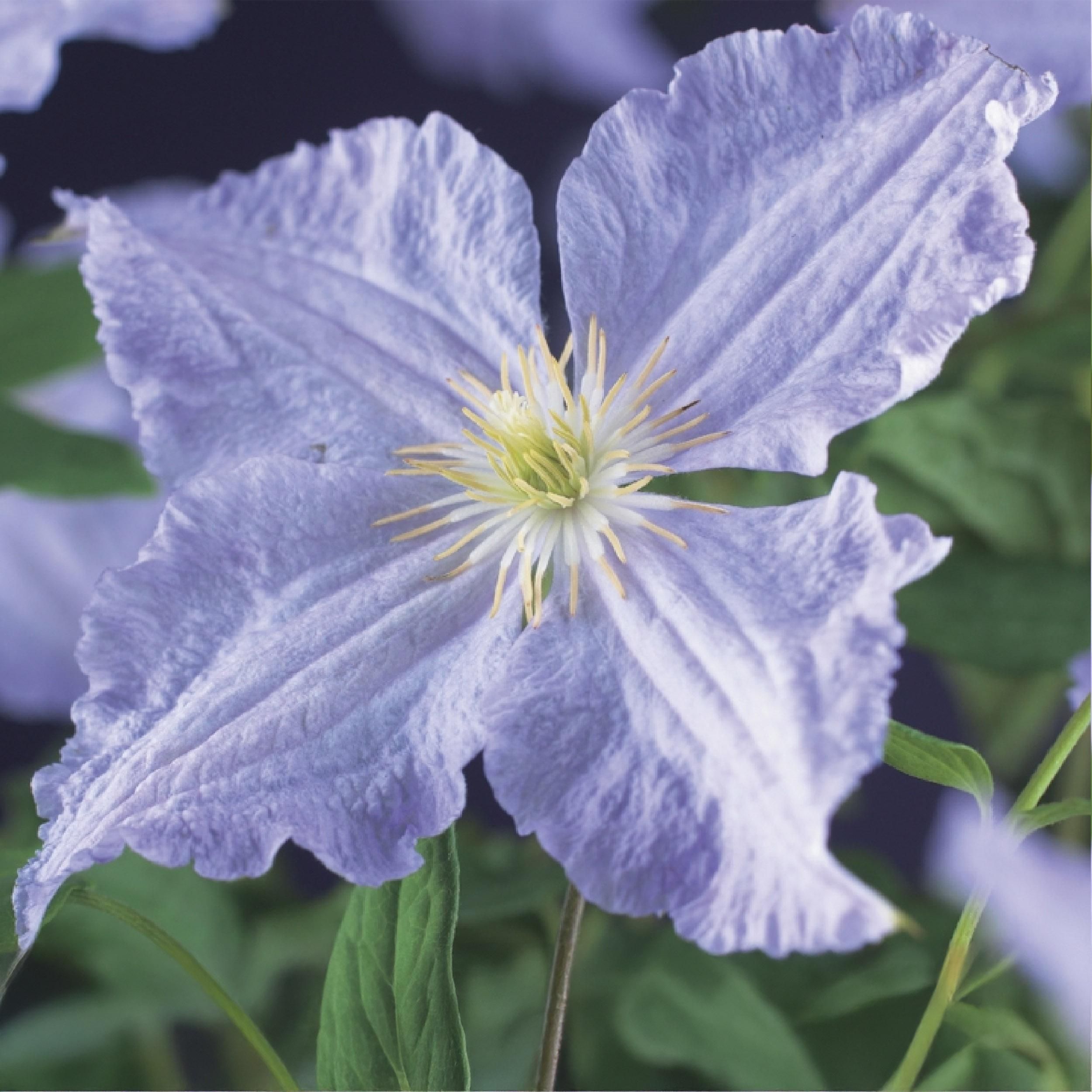 Klimplant - Clematis Blue Angel - Bloem Licht Blauw - Weinig onderhoud -2 planten - Pot 11cm Hoogte 40cm (8720872542980)