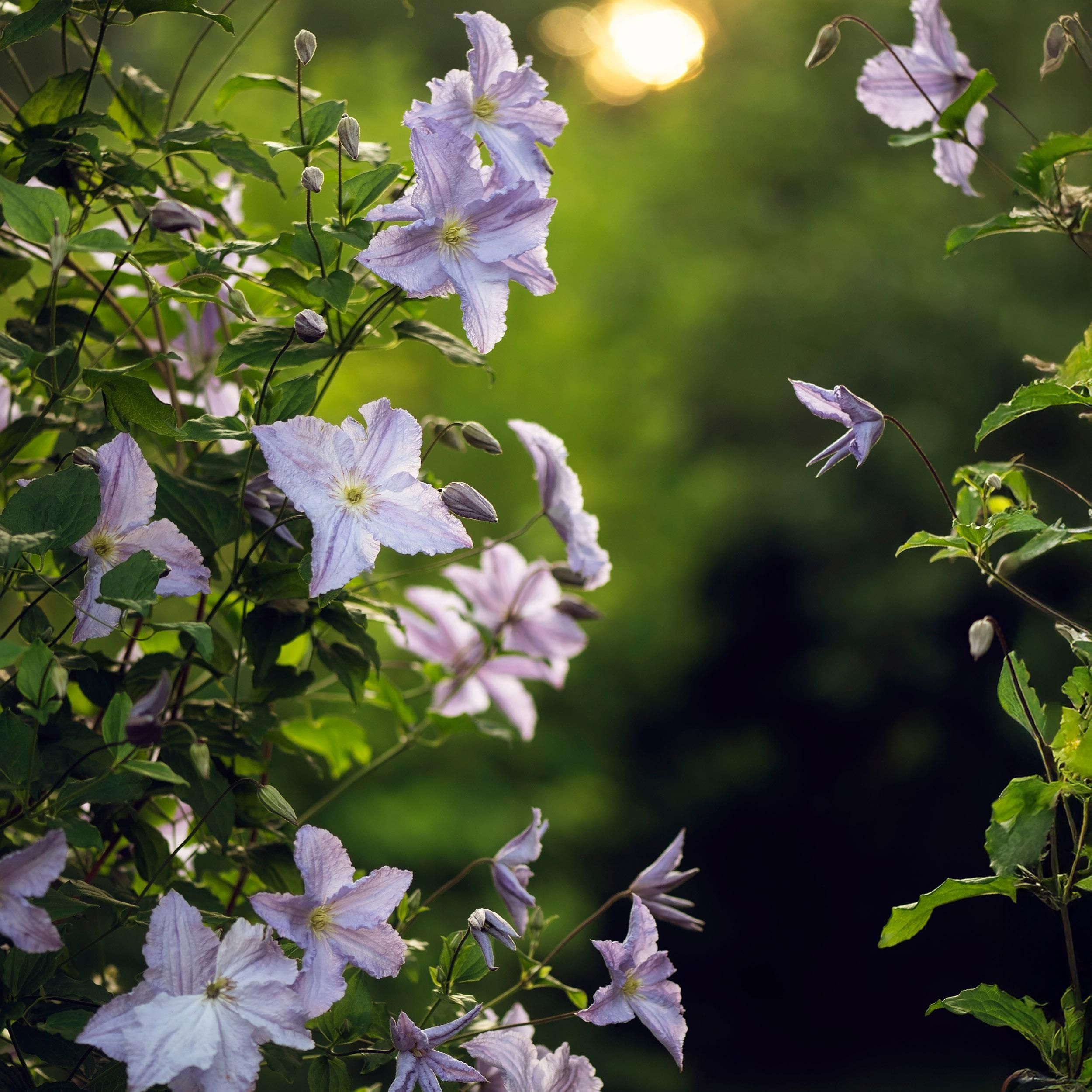 Klimplant - Clematis Blue Angel - Bloem Licht Blauw - Weinig onderhoud -2 planten - Pot 11cm Hoogte 40cm (8720872542980)