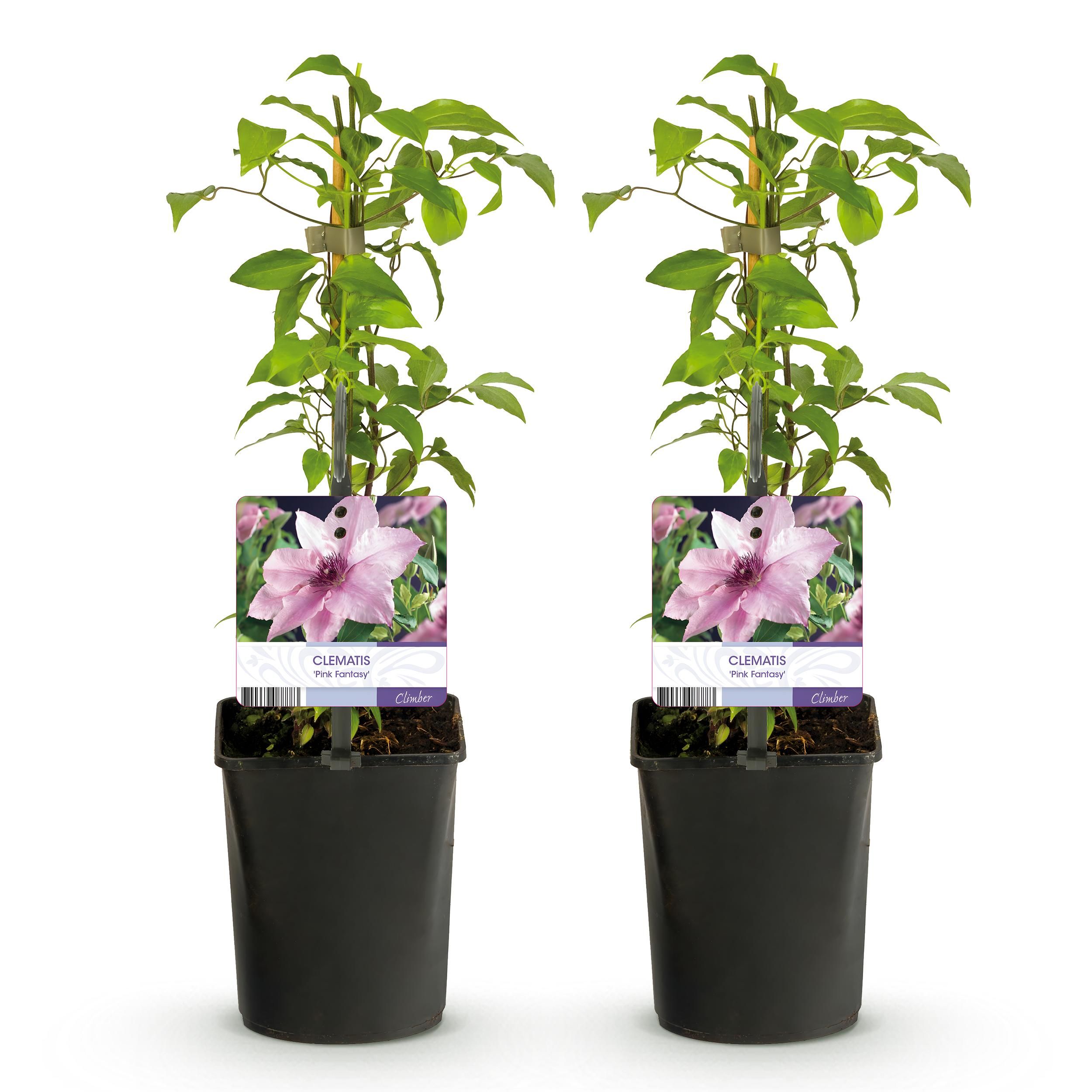 Klimplant - Clematis Pink Fantasy - Bloem Roze - Weinig onderhoud -2 planten - Pot 11cm Hoogte 40cm (8720872543086)