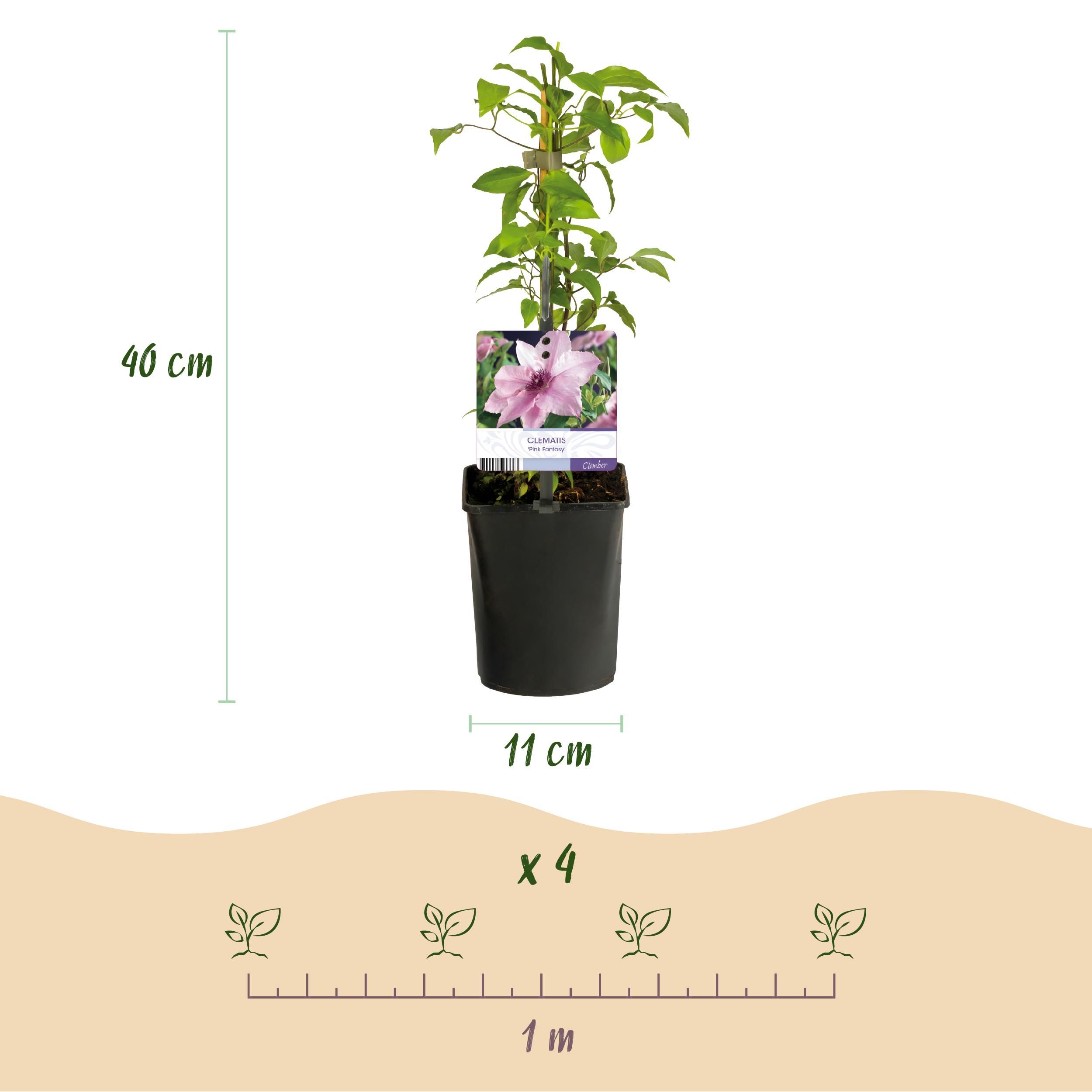 Klimplant - Clematis Pink Fantasy - Bloem Roze - Weinig onderhoud -2 planten - Pot 11cm Hoogte 40cm (8720872543086)