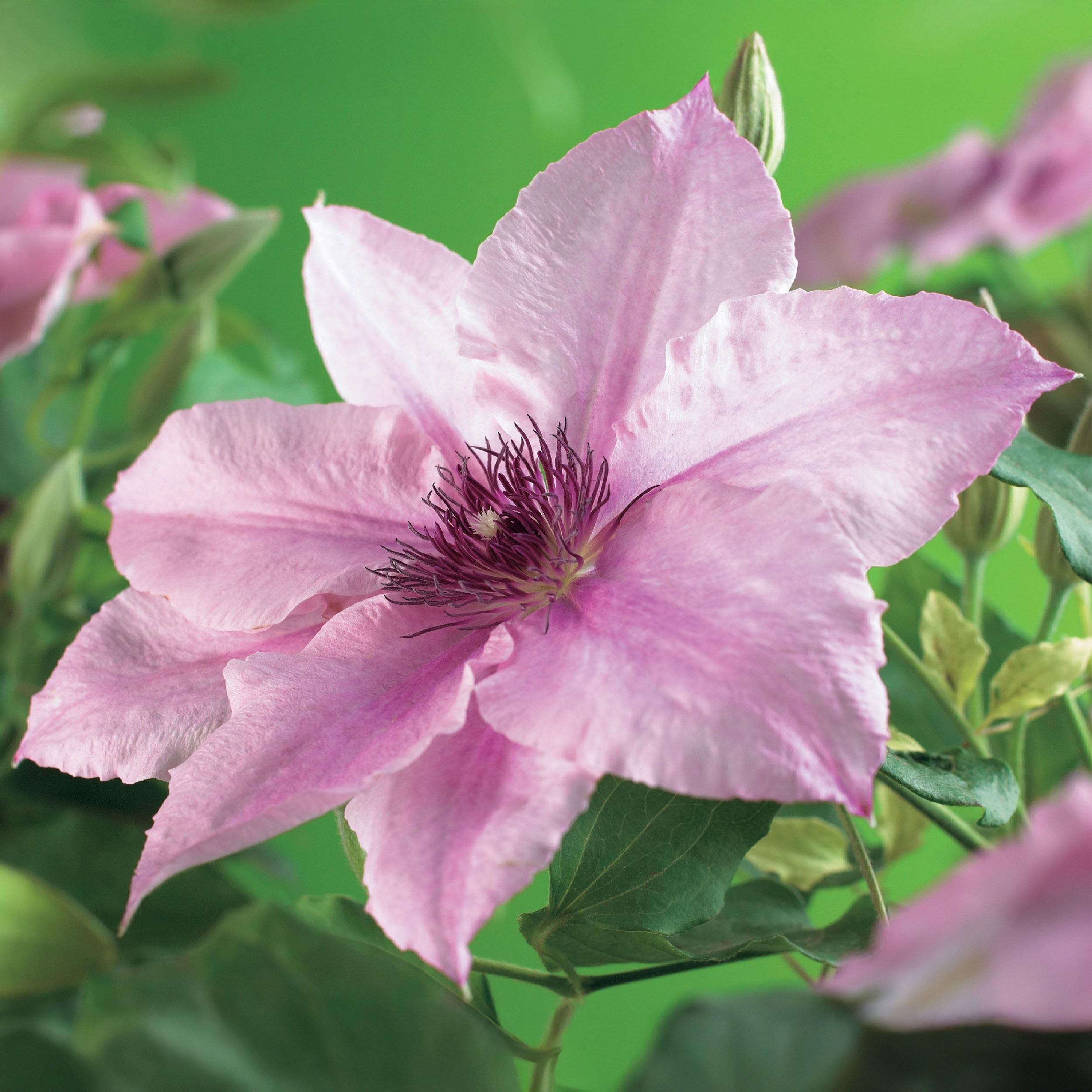 Klimplant - Clematis Pink Fantasy - Bloem Roze - Weinig onderhoud -2 planten - Pot 11cm Hoogte 40cm (8720872543086)