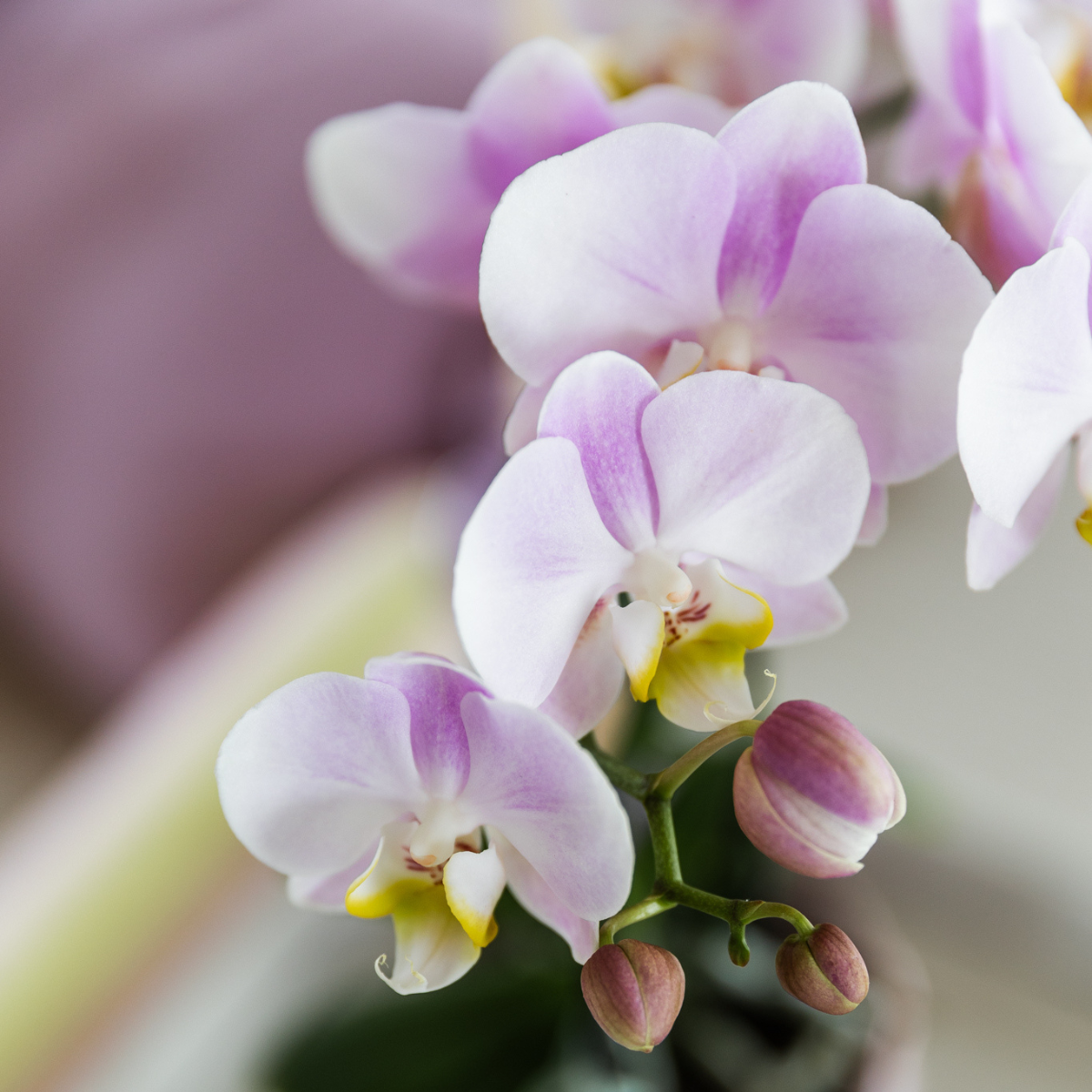 Gift set Moederdag Big | Groene plant met roze Phalaenopsis orchidee in Simplicity sierpotten roze op bamboe plate (7865885299351)
