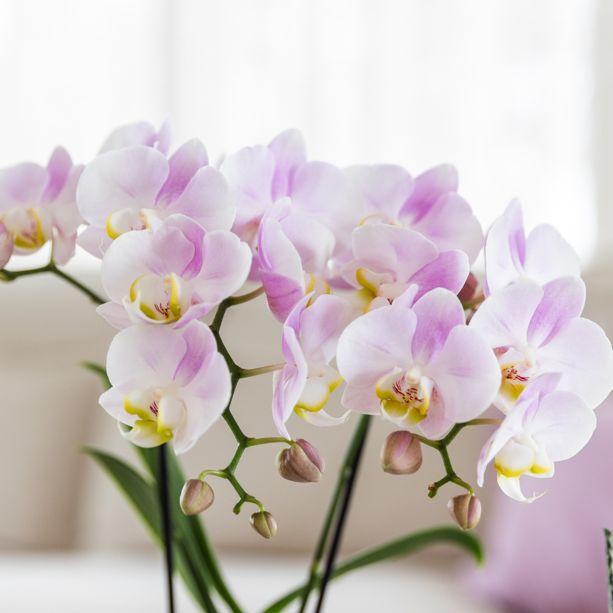 Gift set Moederdag Big | Groene plant met roze Phalaenopsis orchidee in Simplicity sierpotten roze op bamboe plate (7865885299351)