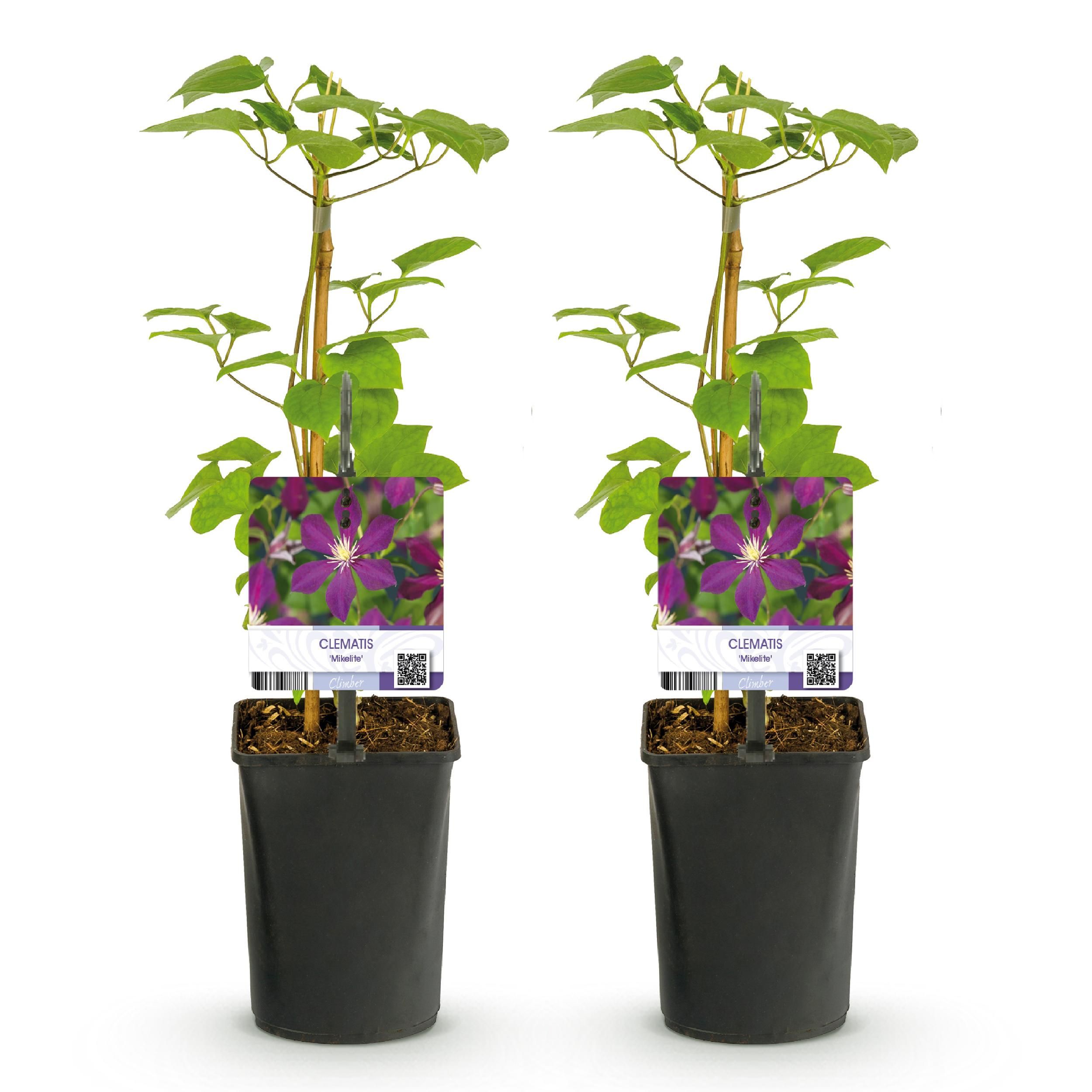 Klimplant - Clematis Mikelite - Bloem Paars - Weinig onderhoud -2 planten - Pot 11cm Hoogte 40cm (8720872543031)