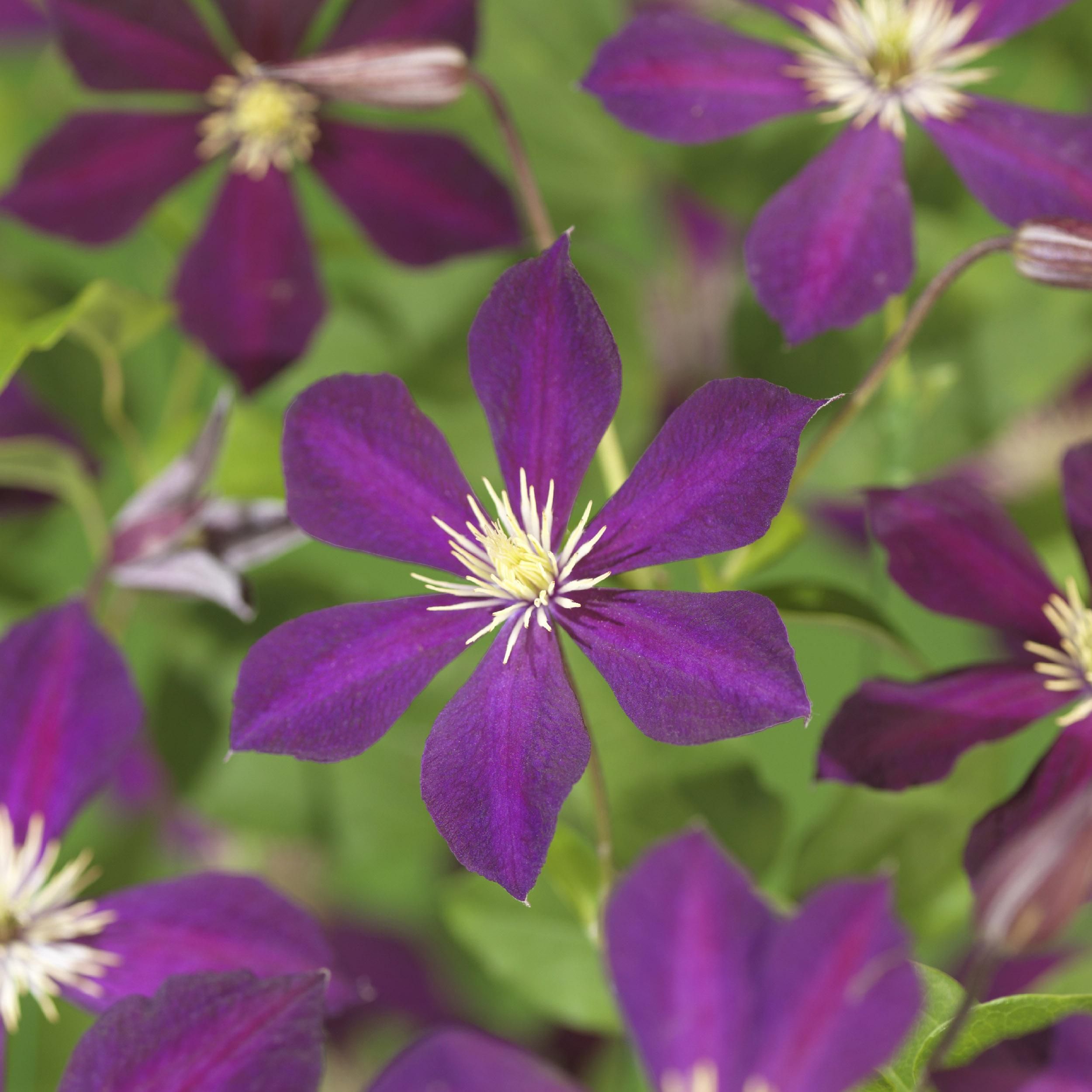 Klimplant - Clematis Mikelite - Bloem Paars - Weinig onderhoud -2 planten - Pot 11cm Hoogte 40cm (8720872543031)