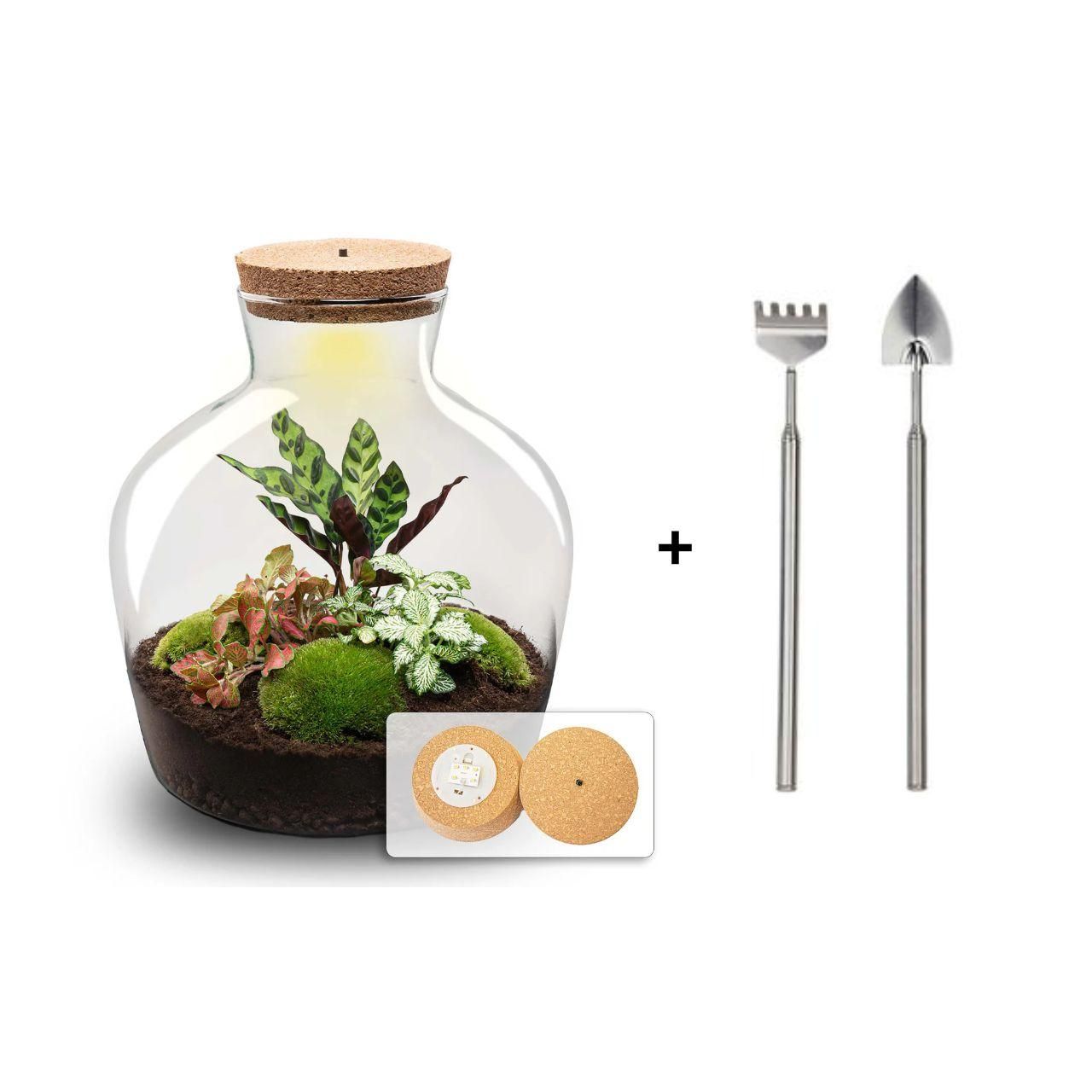 DIY terrarium - Fat Joe Rood + Rake & Shovel (8720872024493)