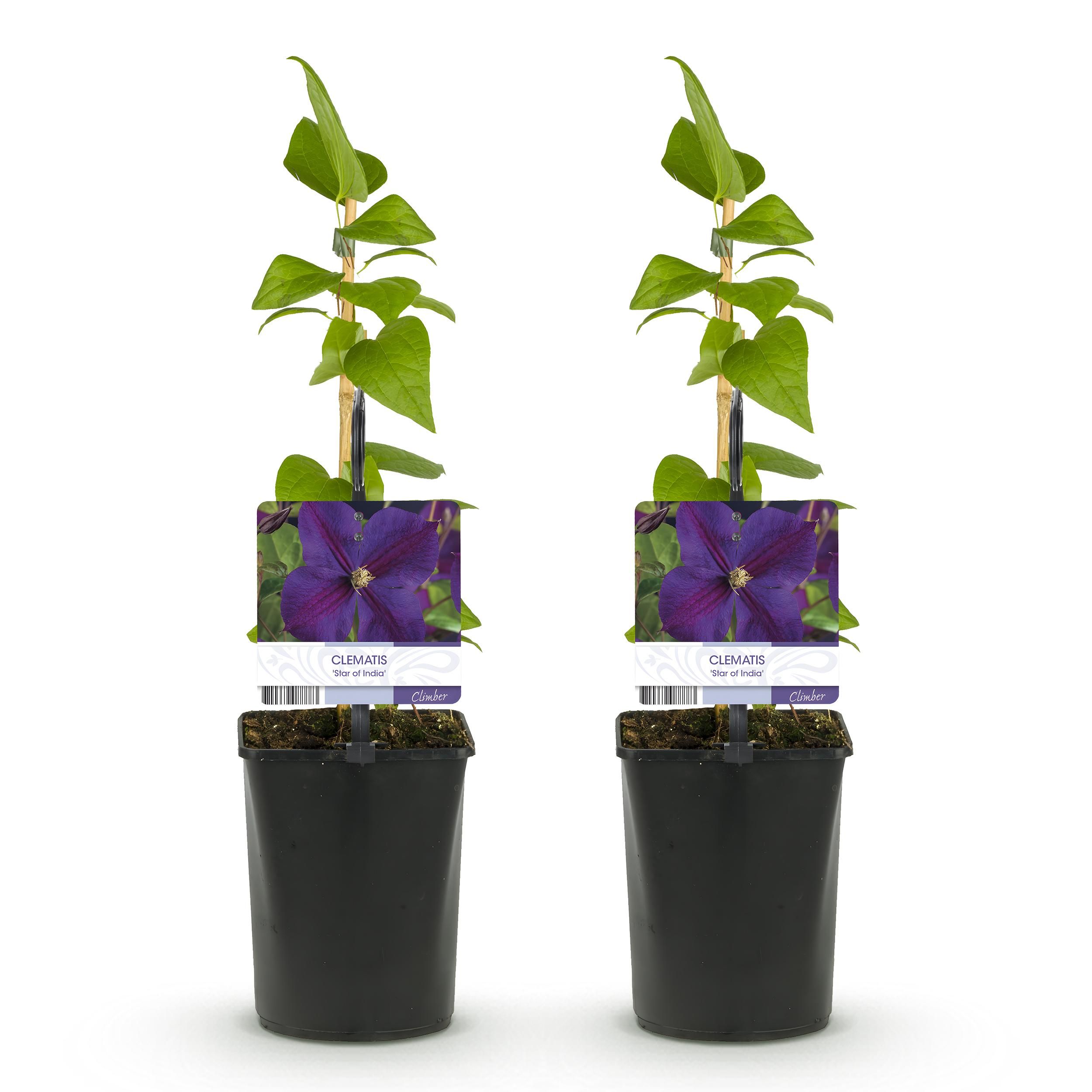 Klimplant - Clematis Star of India - Bloem Roze - Weinig onderhoud -2 planten - Pot 11cm Hoogte 40cm (8720872543093)