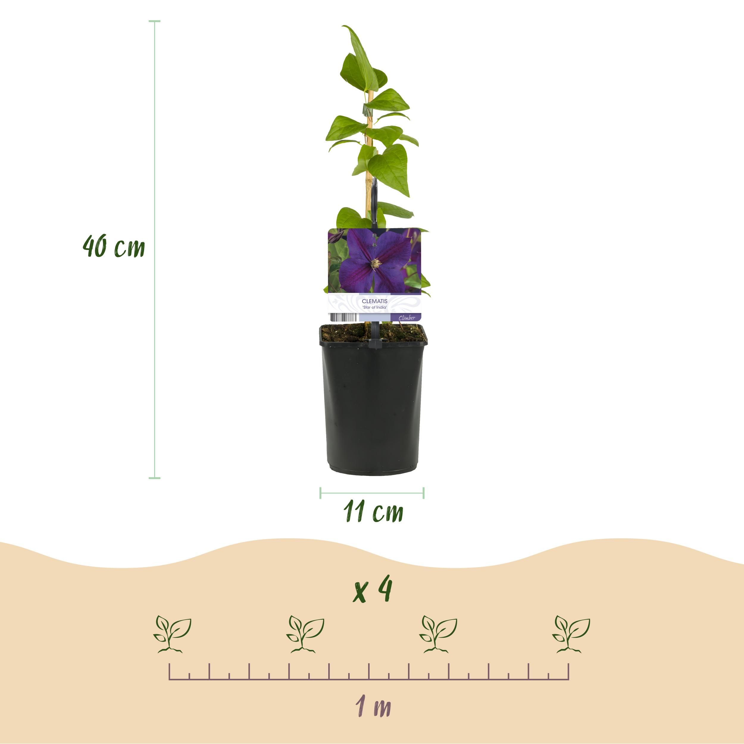Klimplant - Clematis Star of India - Bloem Roze - Weinig onderhoud -2 planten - Pot 11cm Hoogte 40cm (8720872543093)
