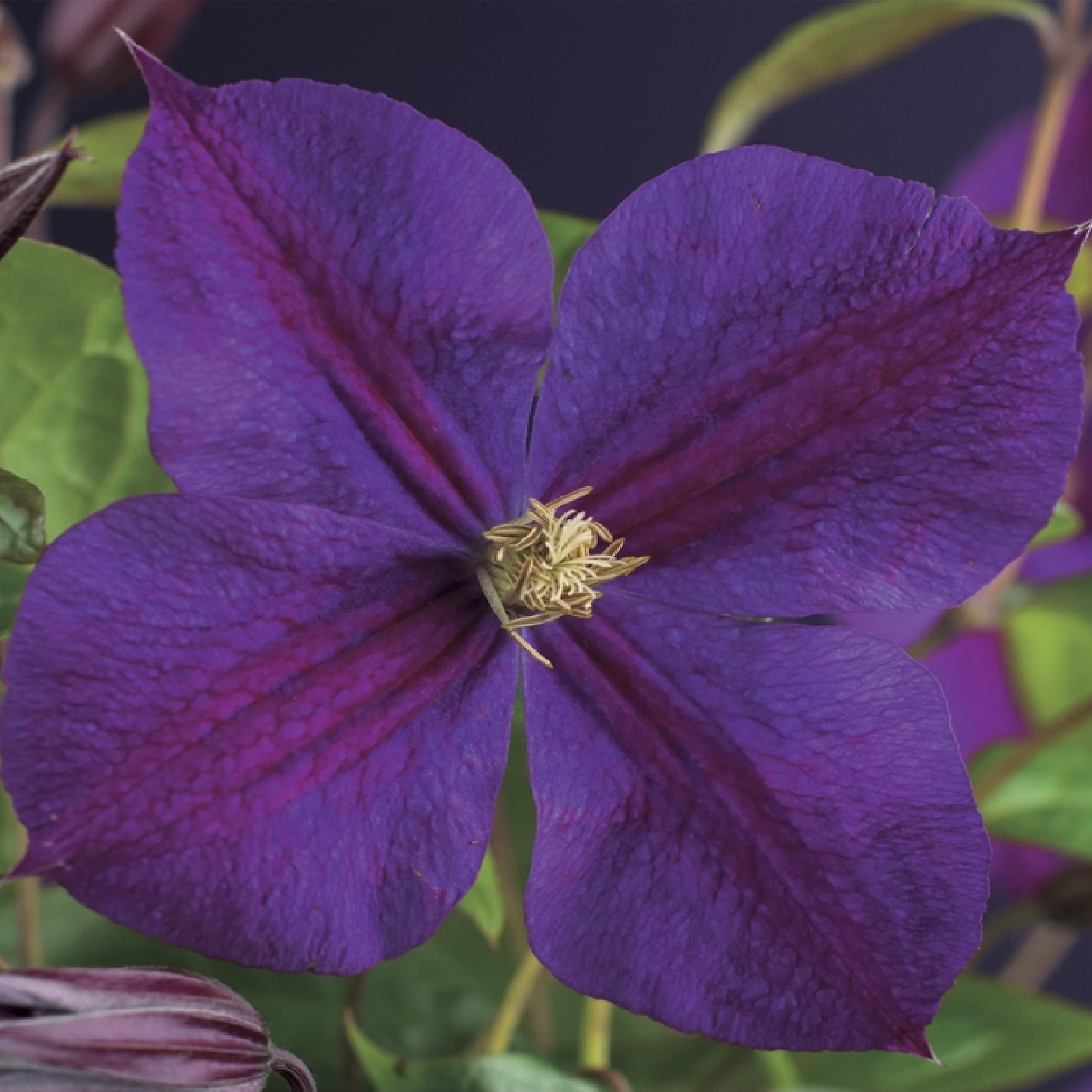 Klimplant - Clematis Star of India - Bloem Roze - Weinig onderhoud -2 planten - Pot 11cm Hoogte 40cm (8720872543093)