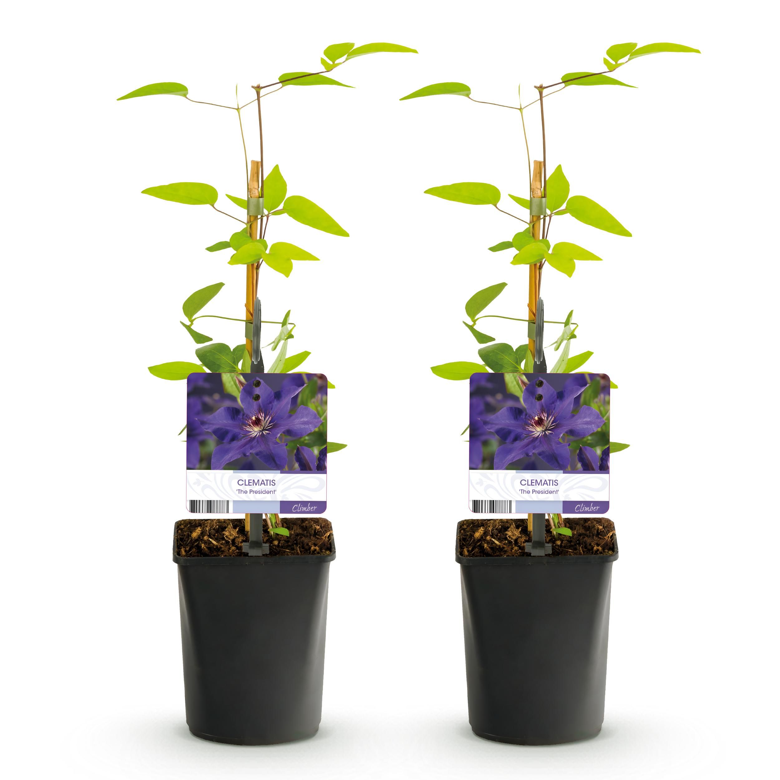 Klimplant - Clematis The President - Bloem Roze - Weinig onderhoud -2 planten - Pot 11cm Hoogte 40cm (8720872543109)