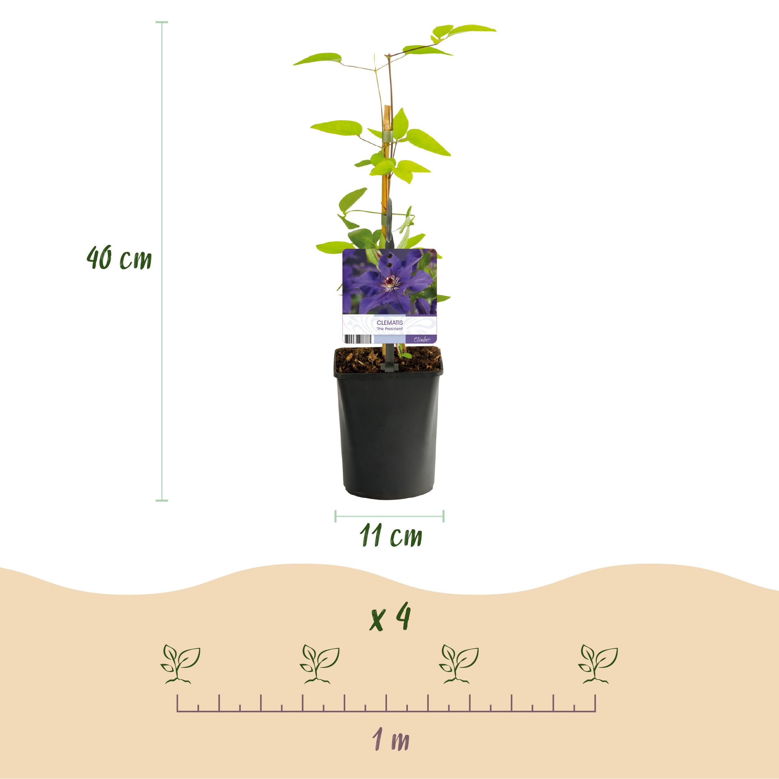 Klimplant - Clematis The President - Bloem Roze - Weinig onderhoud -2 planten - Pot 11cm Hoogte 40cm (8720872543109)