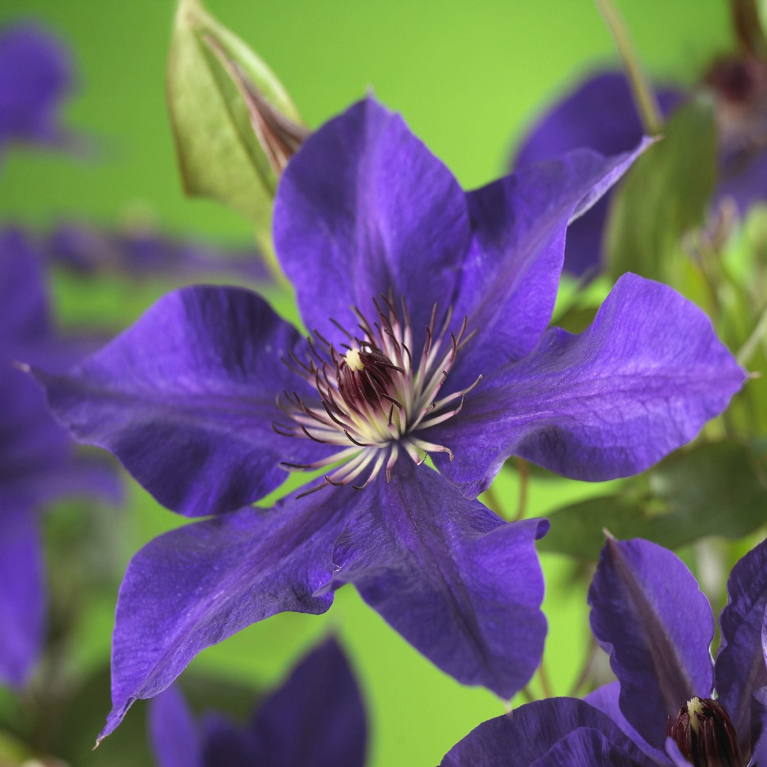 Klimplant - Clematis The President - Bloem Roze - Weinig onderhoud -2 planten - Pot 11cm Hoogte 40cm (8720872543109)