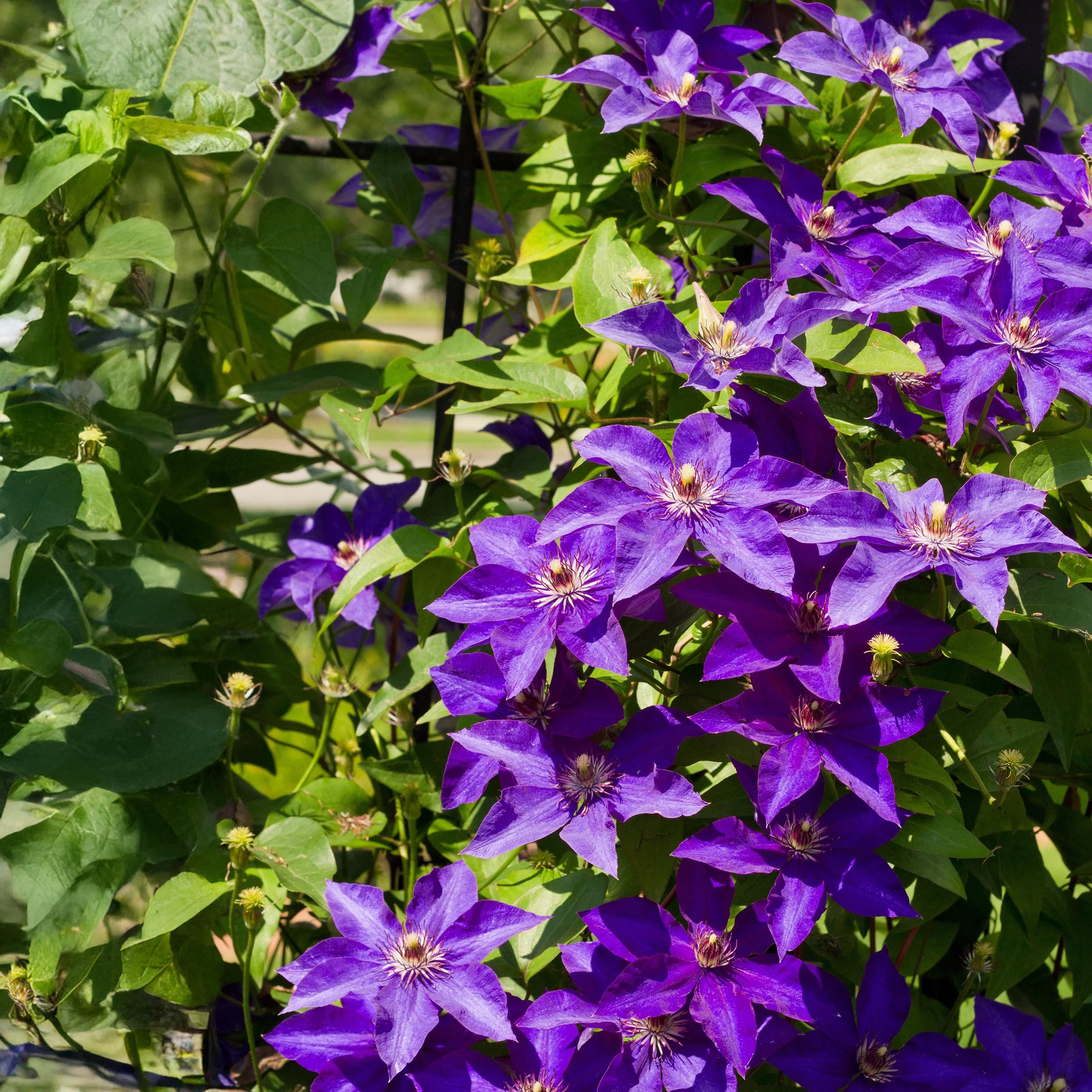 Klimplant - Clematis The President - Bloem Roze - Weinig onderhoud -2 planten - Pot 11cm Hoogte 40cm (8720872543109)