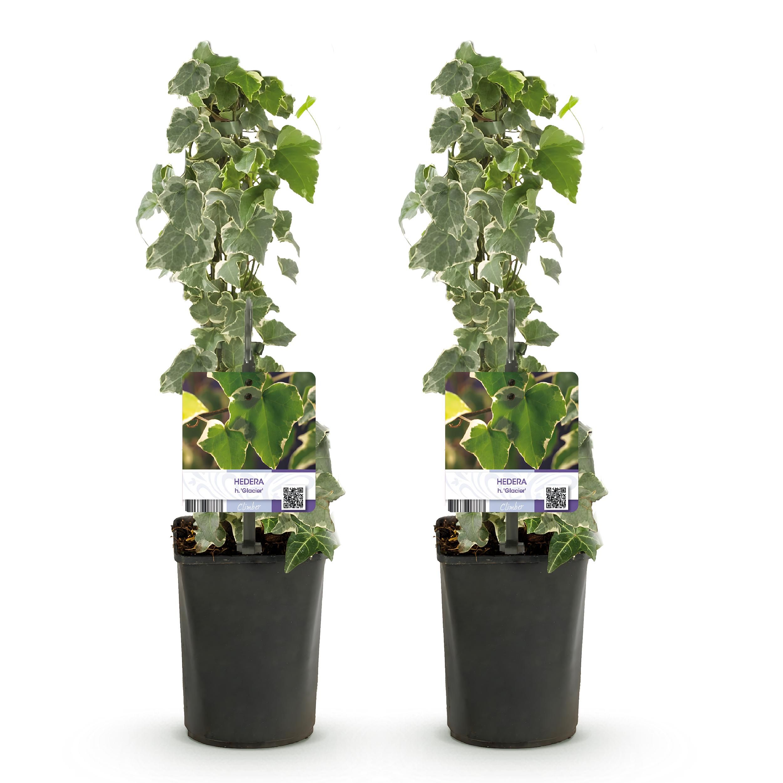 Klimplant - Hedera helix - Blad groen - Groenblijvend - 2 planten - Pot 11cm Hoogte 40cm (8720872543215)