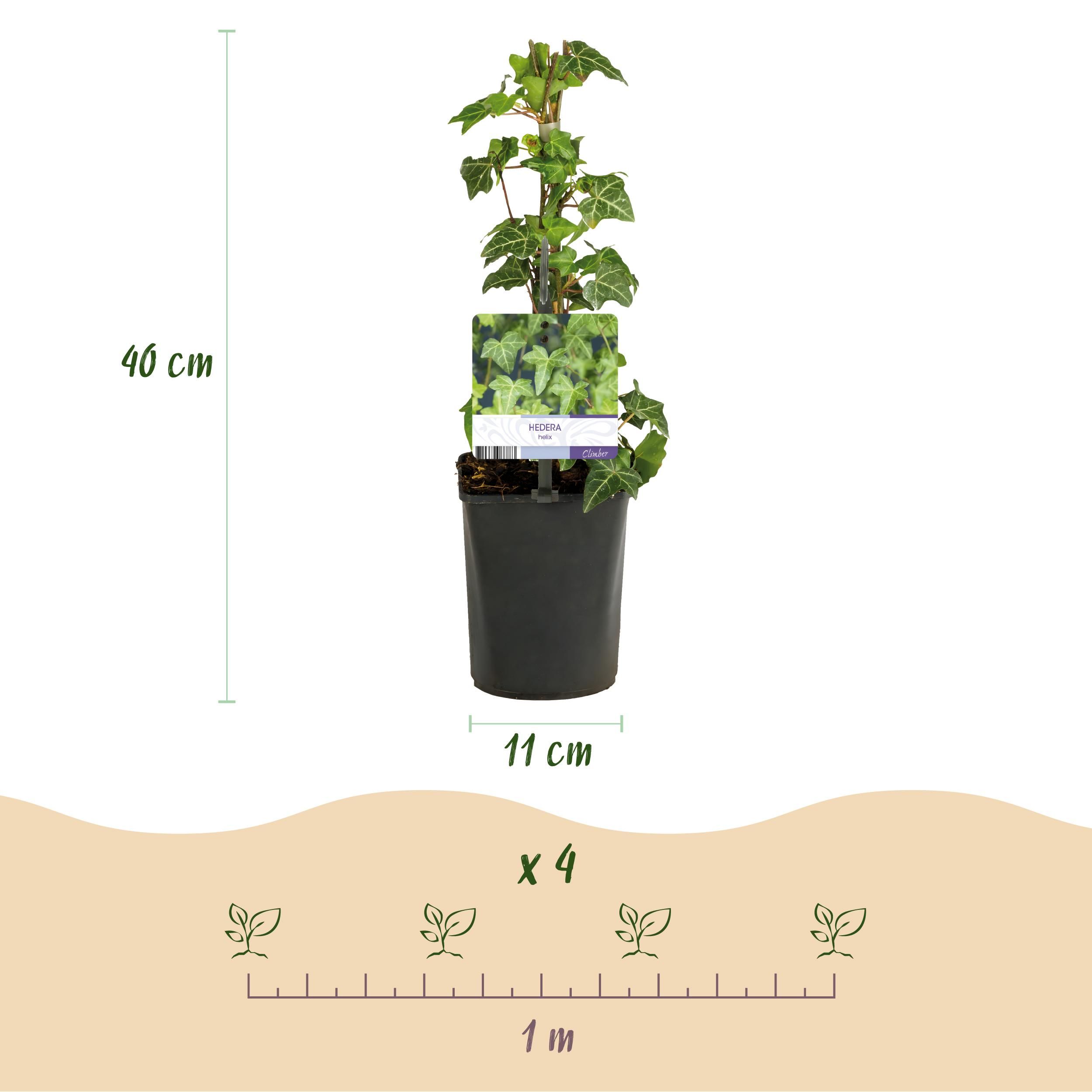 Klimplant - Hedera helix - Blad groen - Groenblijvend - 2 planten - Pot 11cm Hoogte 40cm (8720872543215)