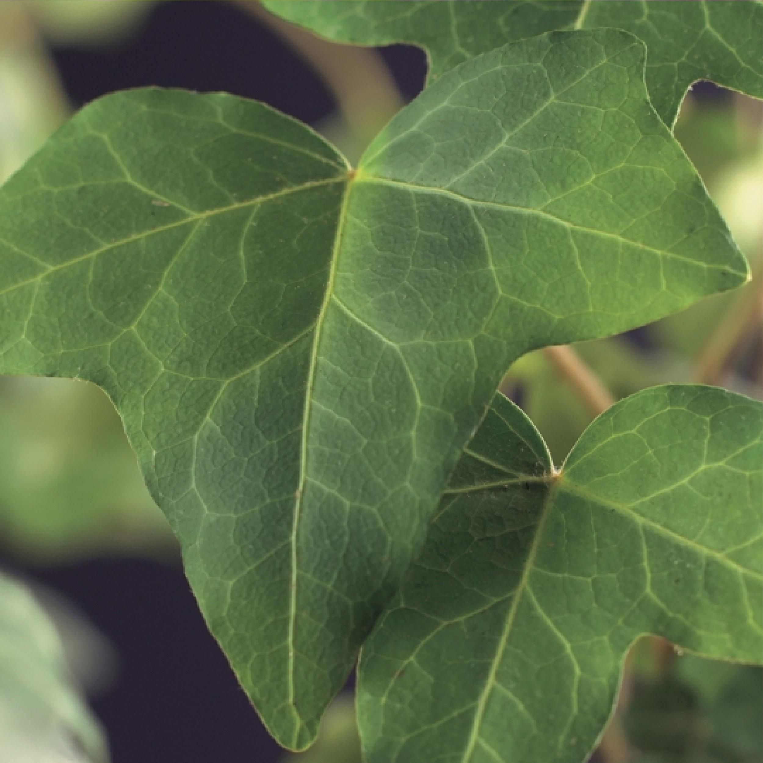 Klimplant - Hedera helix - Blad groen - Groenblijvend - 2 planten - Pot 11cm Hoogte 40cm (8720872543215)