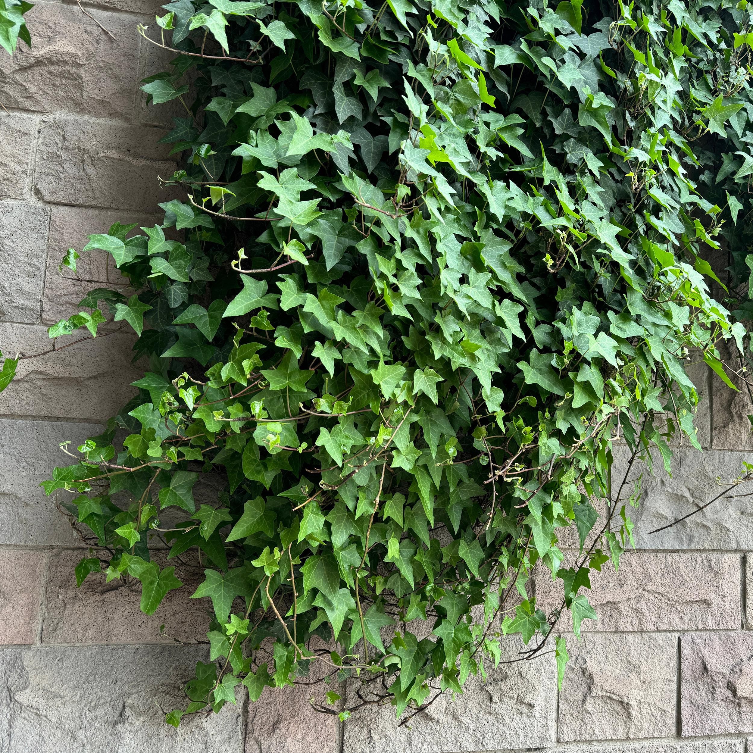 Klimplant - Hedera helix - Blad groen - Groenblijvend - 2 planten - Pot 11cm Hoogte 40cm (8720872543215)