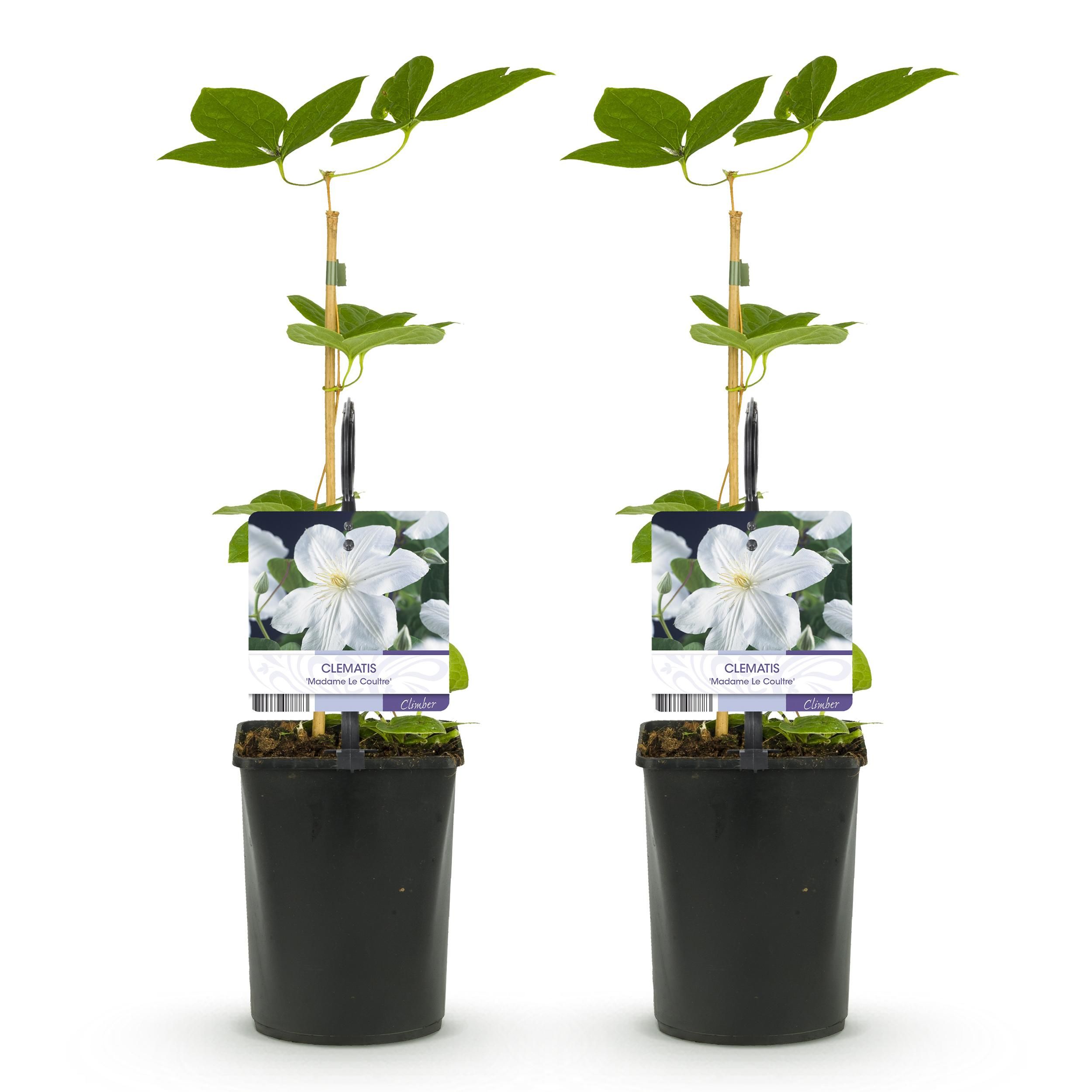 Klimplant - Clematis Madame Le Coultre - bloem wit - Weinig onderhoud -2 planten - Pot 11cm Hoogte 40cm (8720872543024)