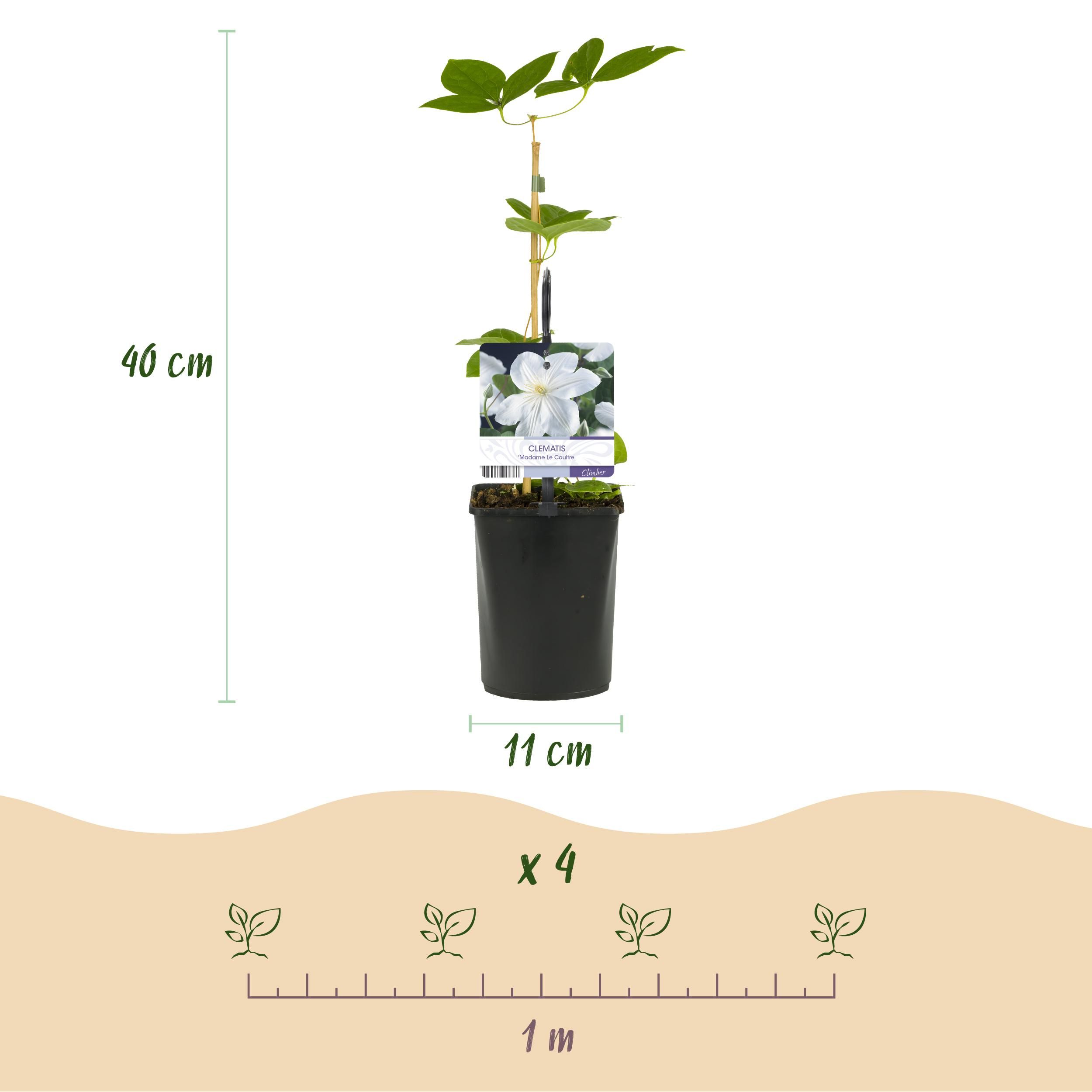 Klimplant - Clematis Madame Le Coultre - bloem wit - Weinig onderhoud -2 planten - Pot 11cm Hoogte 40cm (8720872543024)