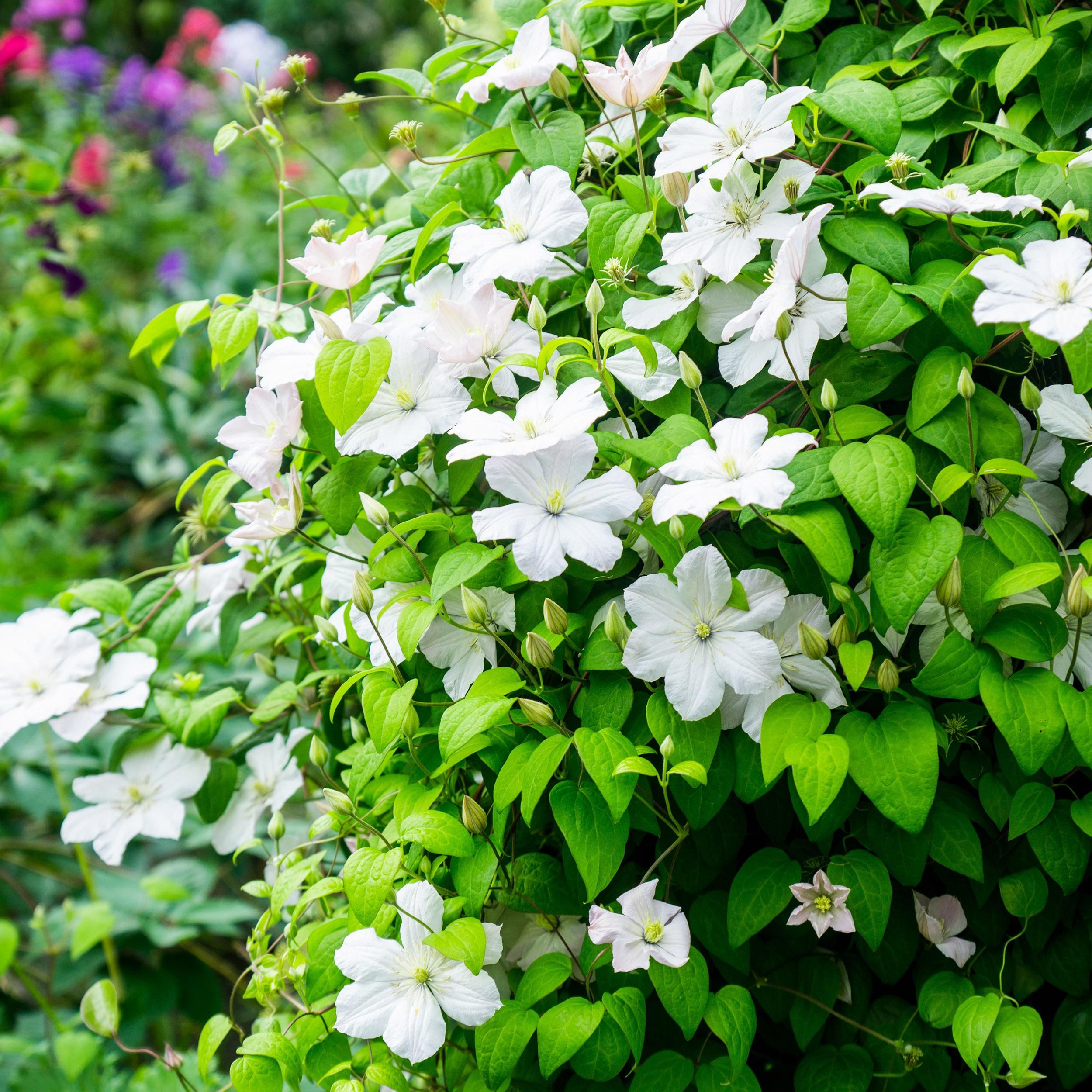 Klimplant - Clematis Madame Le Coultre - bloem wit - Weinig onderhoud -2 planten - Pot 11cm Hoogte 40cm (8720872543024)