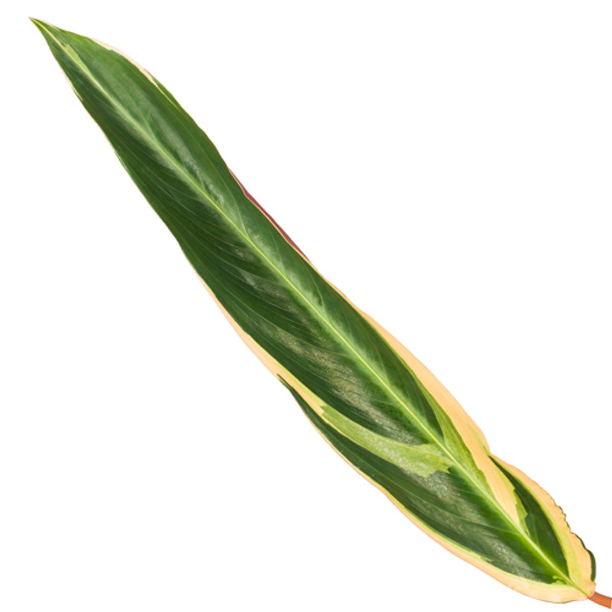Calathea Triostar (Stromanthe) - 80 cm - Ø19cm (8721081685772)