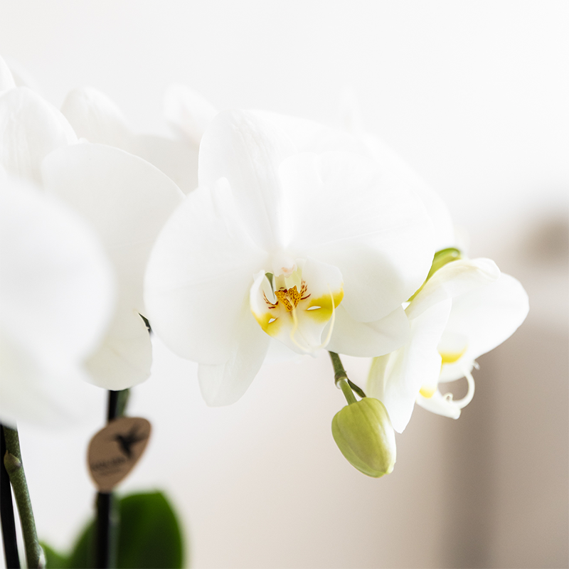 Plantenset Witte Phalaenopsis Orchidee Amabilis en Succulenten incl. keramieken Malaga sierpotten (50502)