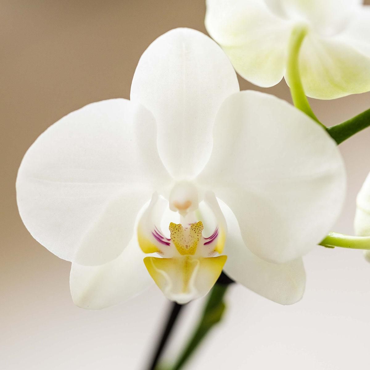 Plantenset Witte Phalaenopsis Orchidee Amabilis en Succulenten incl. keramieken Malaga sierpotten (50502)