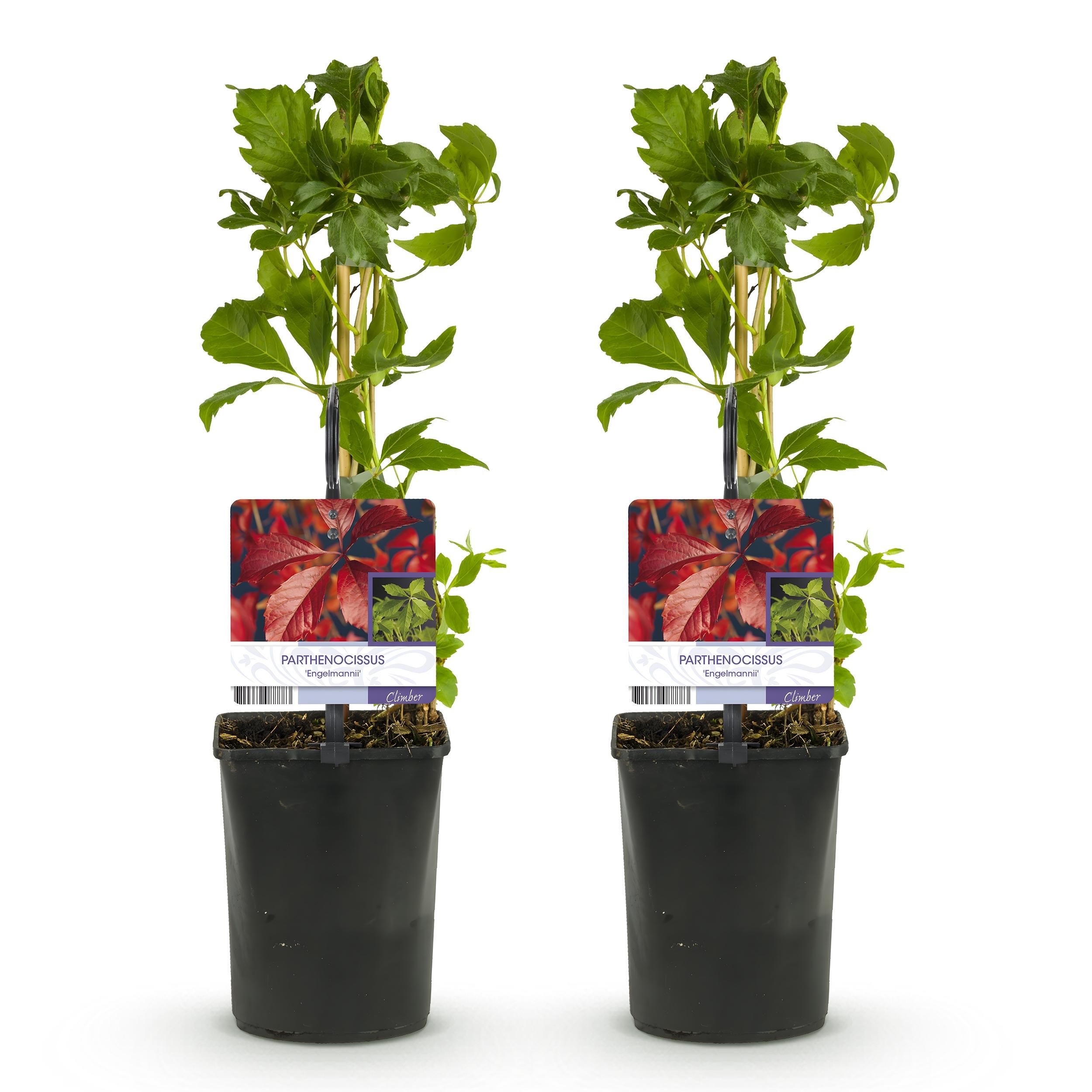Wilde Wingerd - Parthenocissus Engelmannii - Blad Groen later Rood - Weinig onderhoud - 2 planten - Pot 11cm Hoogte 40cm (8720872543260)