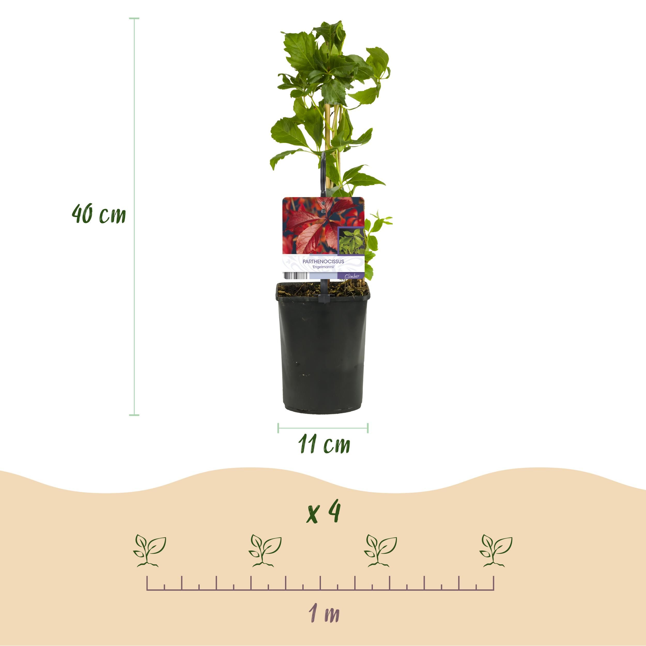 Wilde Wingerd - Parthenocissus Engelmannii - Blad Groen later Rood - Weinig onderhoud - 2 planten - Pot 11cm Hoogte 40cm (8720872543260)