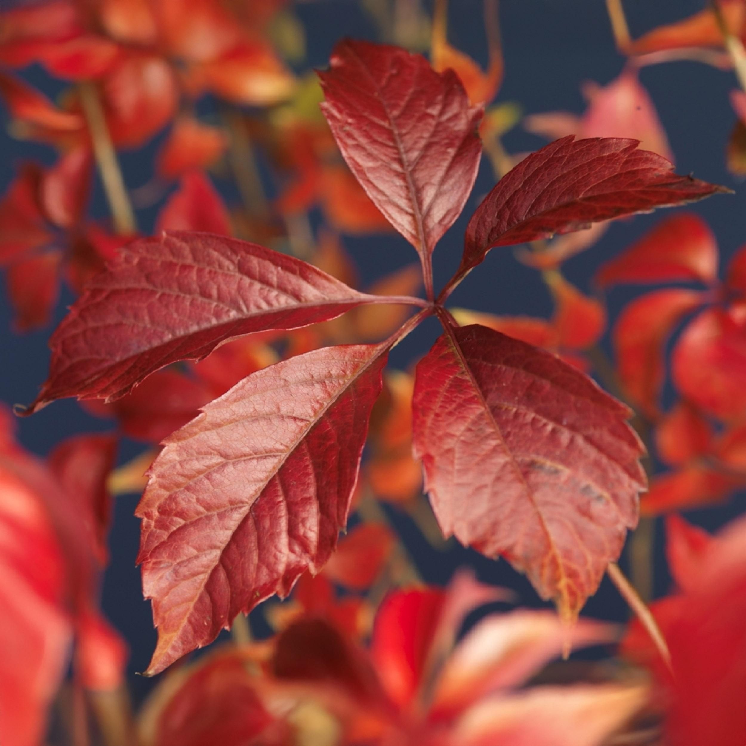 Wilde Wingerd - Parthenocissus Engelmannii - Blad Groen later Rood - Weinig onderhoud - 2 planten - Pot 11cm Hoogte 40cm (8720872543260)