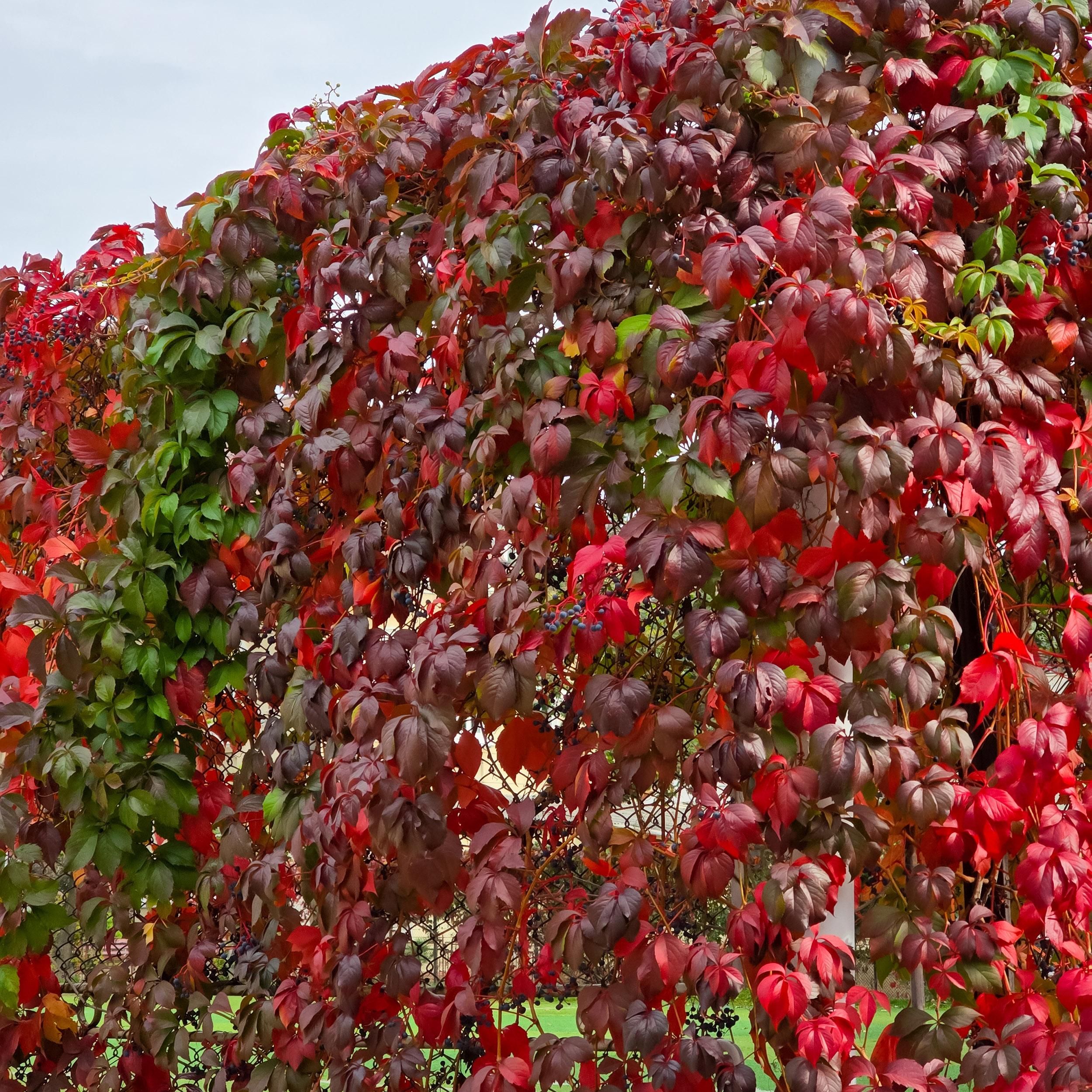 Wilde Wingerd - Parthenocissus Engelmannii - Blad Groen later Rood - Weinig onderhoud - 2 planten - Pot 11cm Hoogte 40cm (8720872543260)