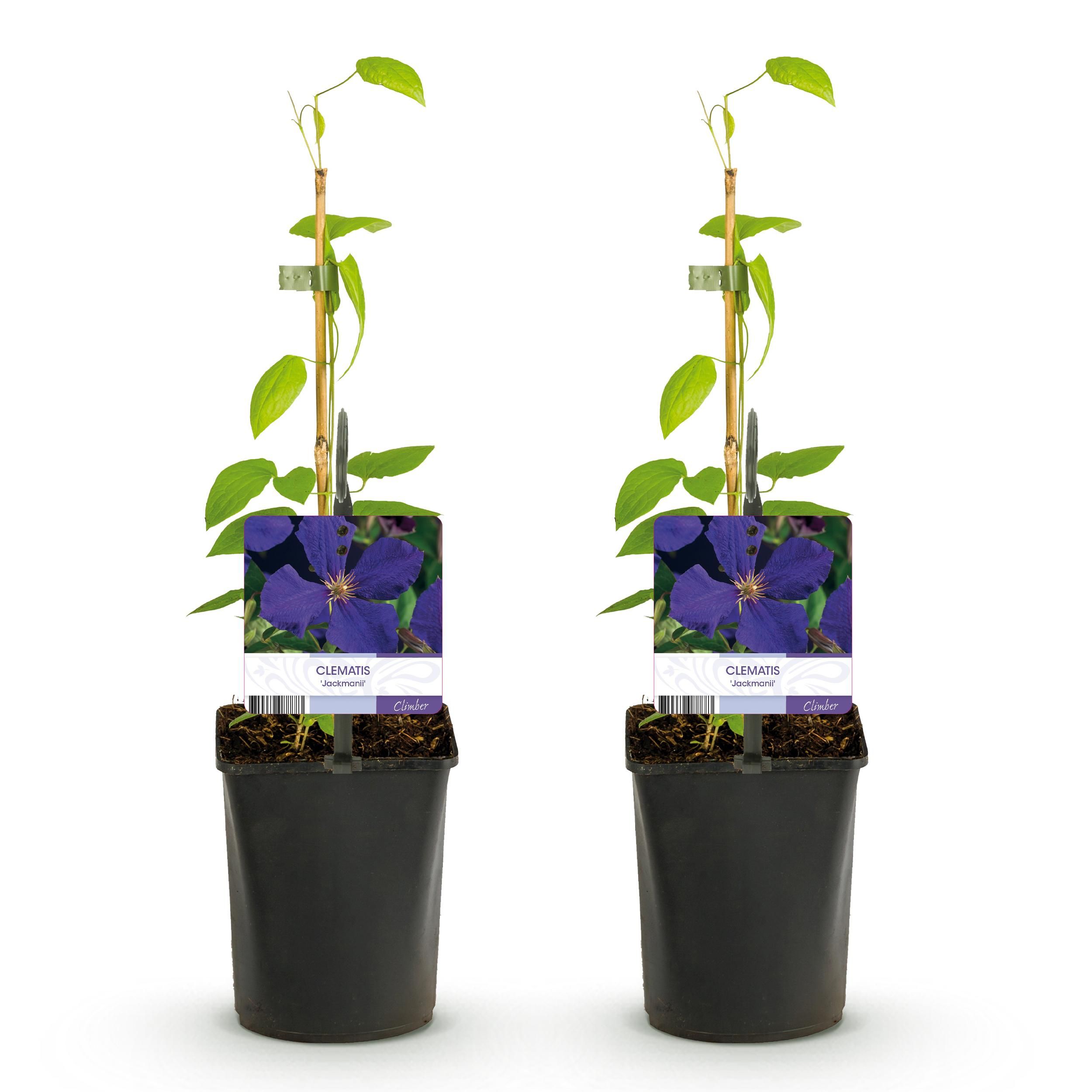 Klimplant - Clematis Jackmanii - Bloem Blauw - Weinig onderhoud -2 planten - Pot 11cm Hoogte 40cm (8720872543000)